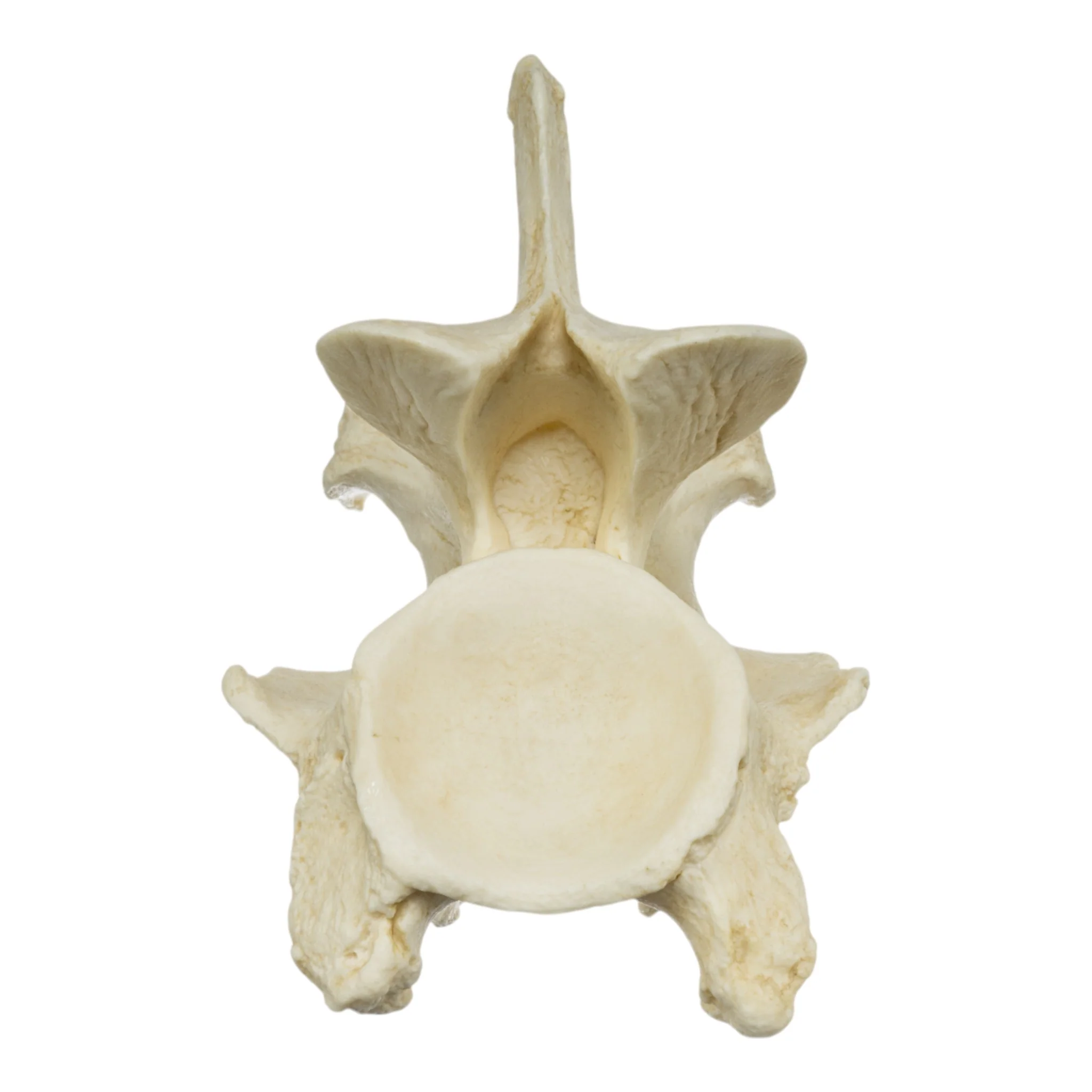 Replica Giraffe Vertebrae - Image 4