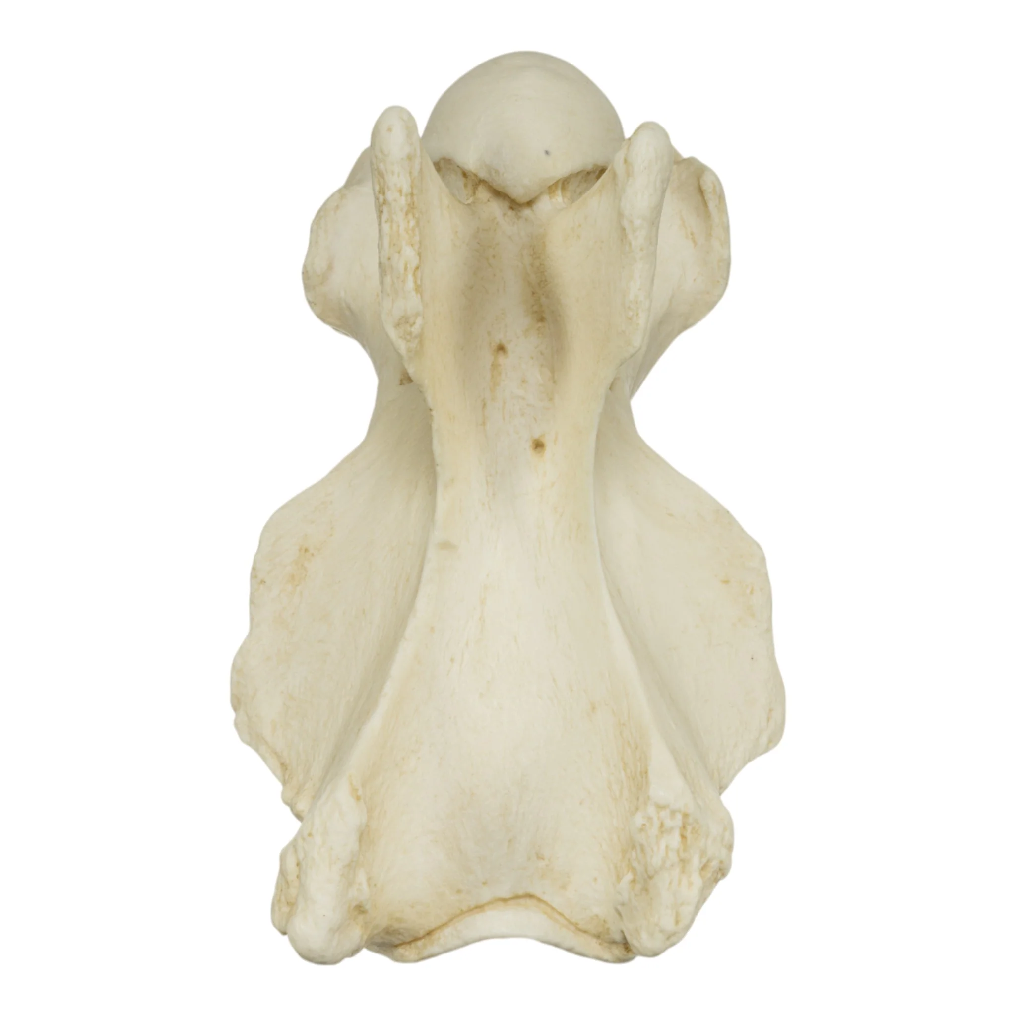 Replica Giraffe Vertebrae - Image 5