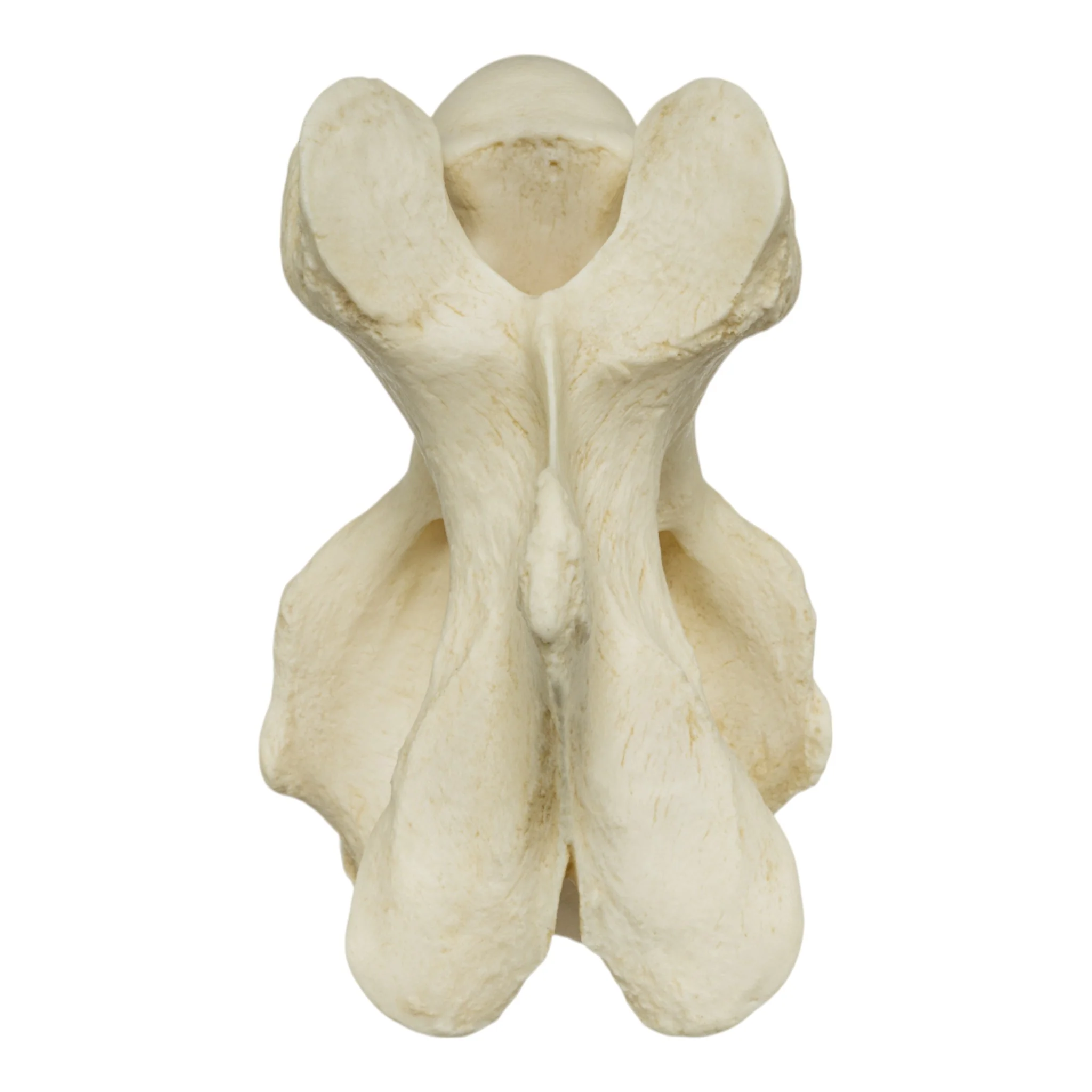 Replica Giraffe Vertebrae - Image 6