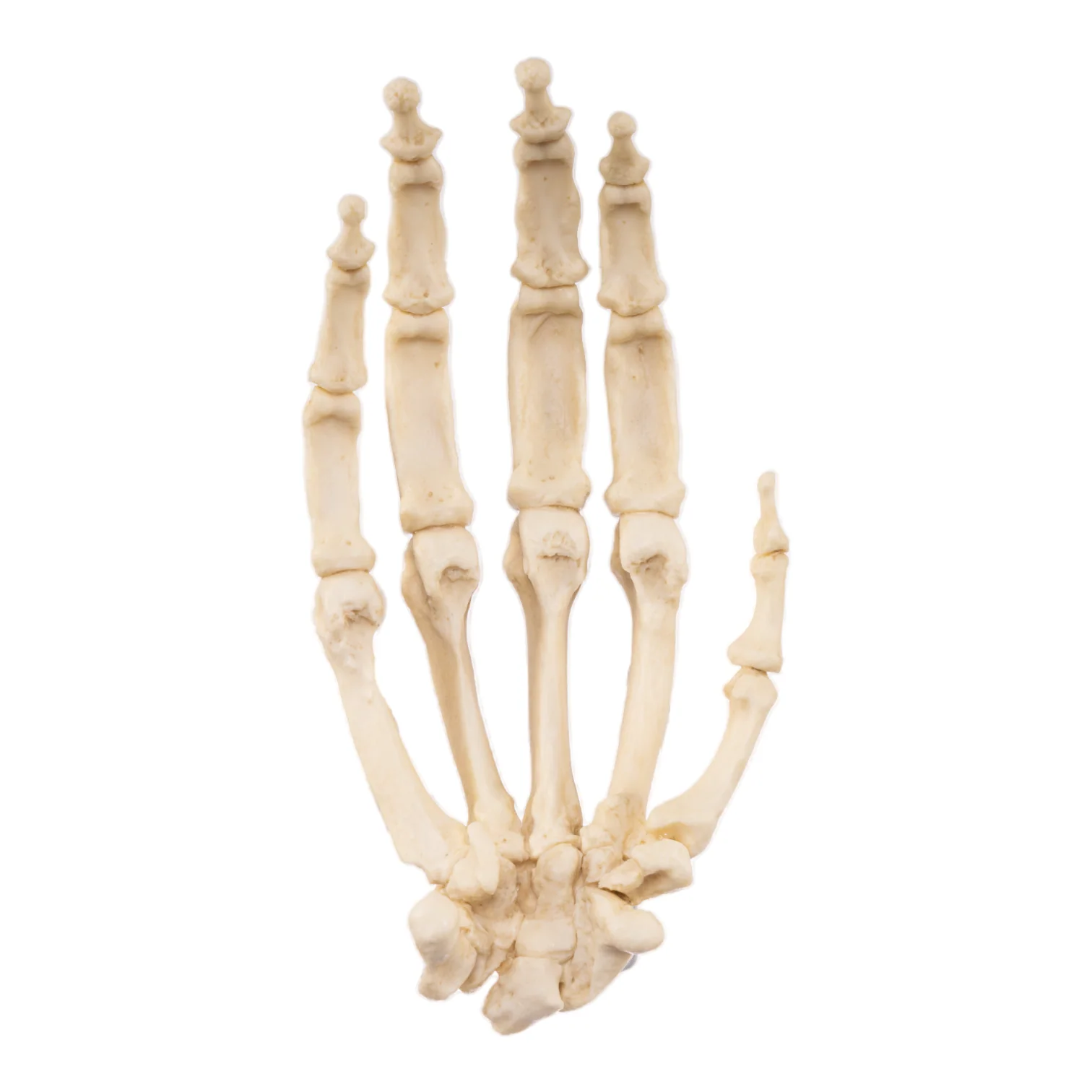 Replica Gorilla Hand - Articulated - Image 2