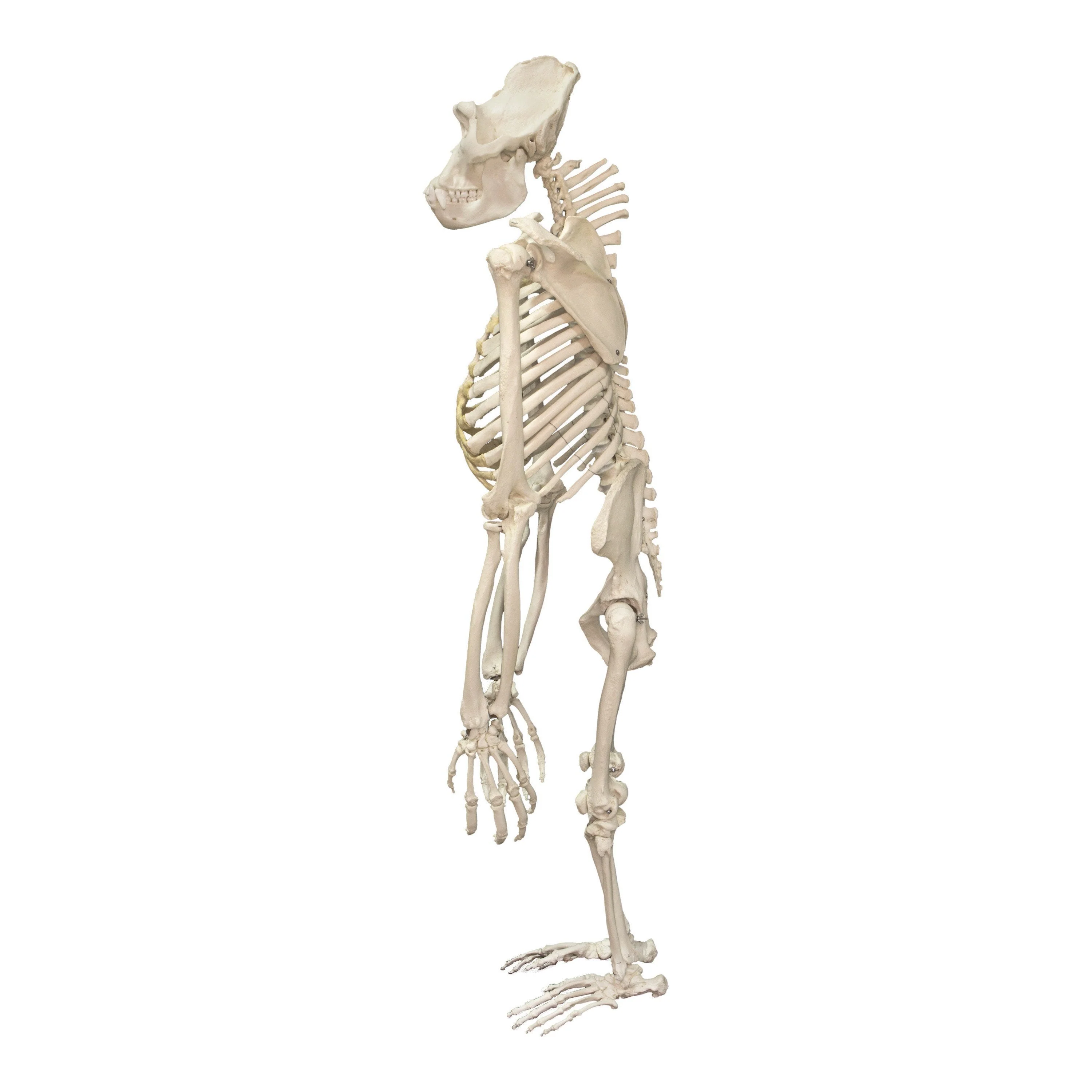 Replica Gorilla Skeleton - Image 5