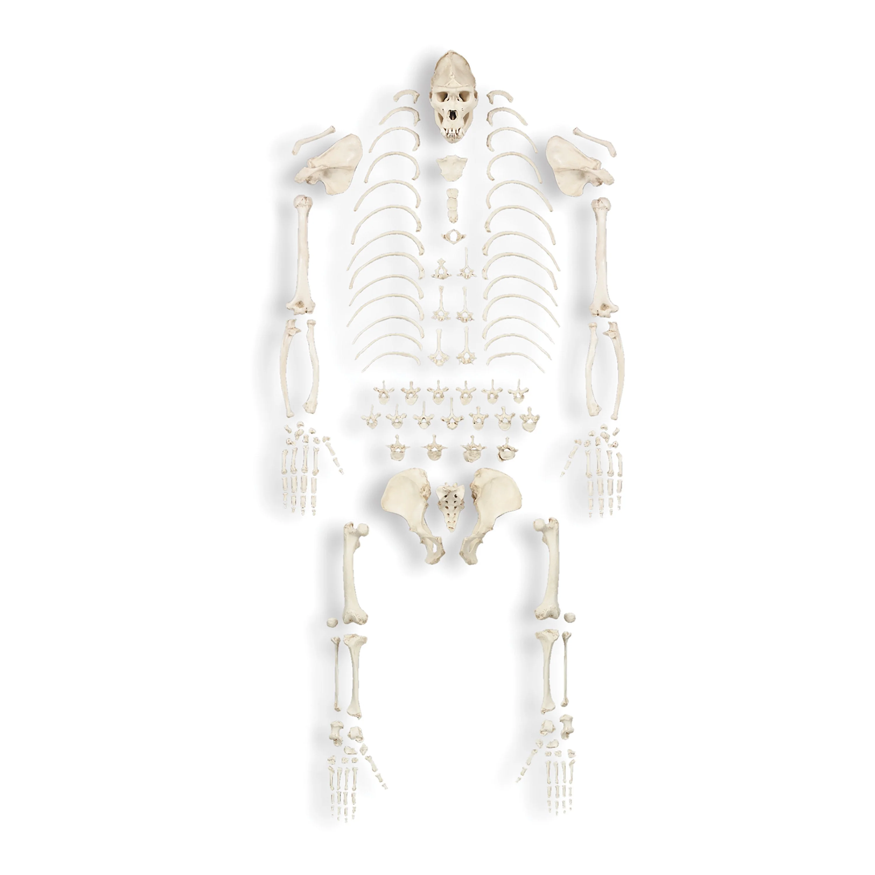 Replica Gorilla Skeleton - Image 6
