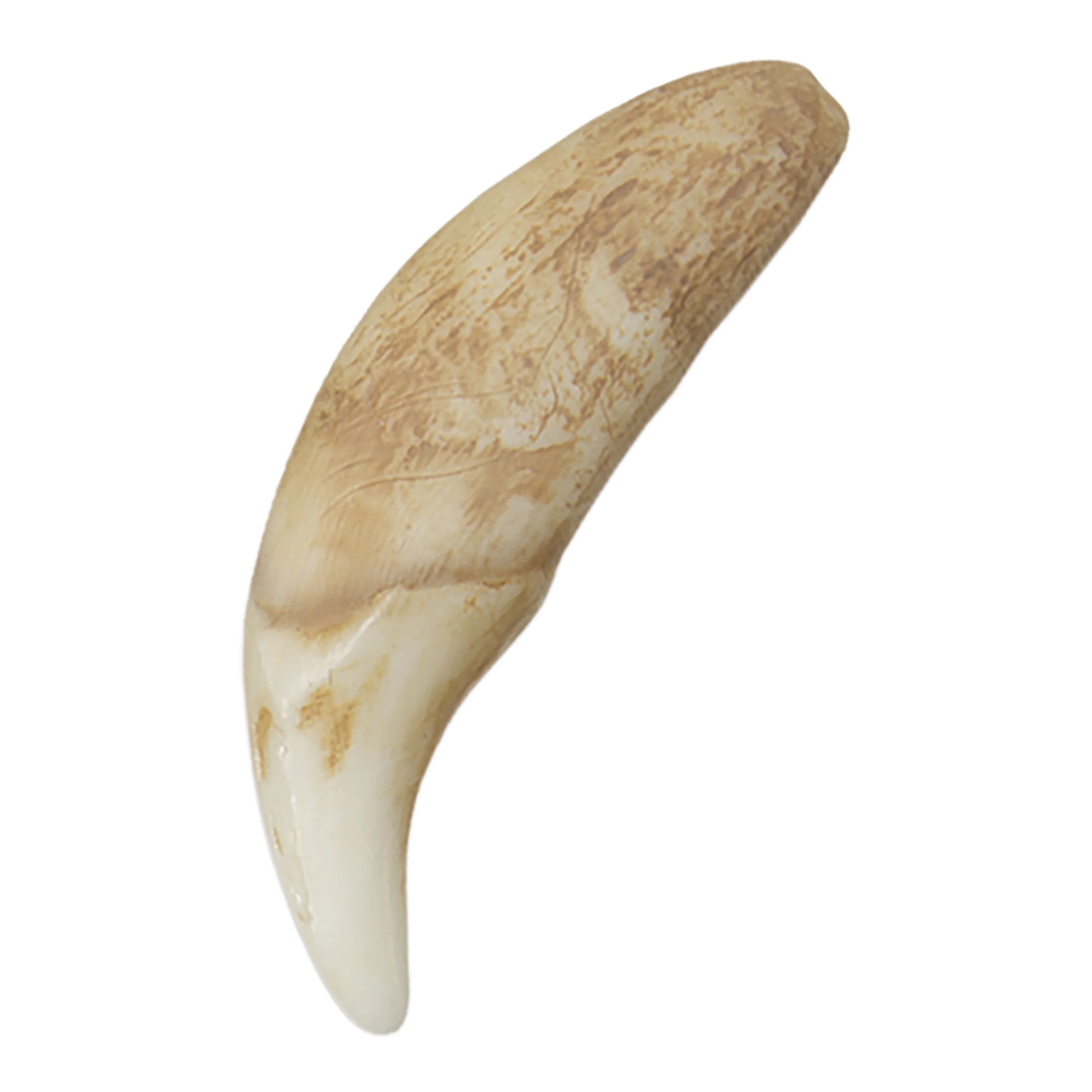 Replica Gray Wolf Canine (7 cm) - Image 2