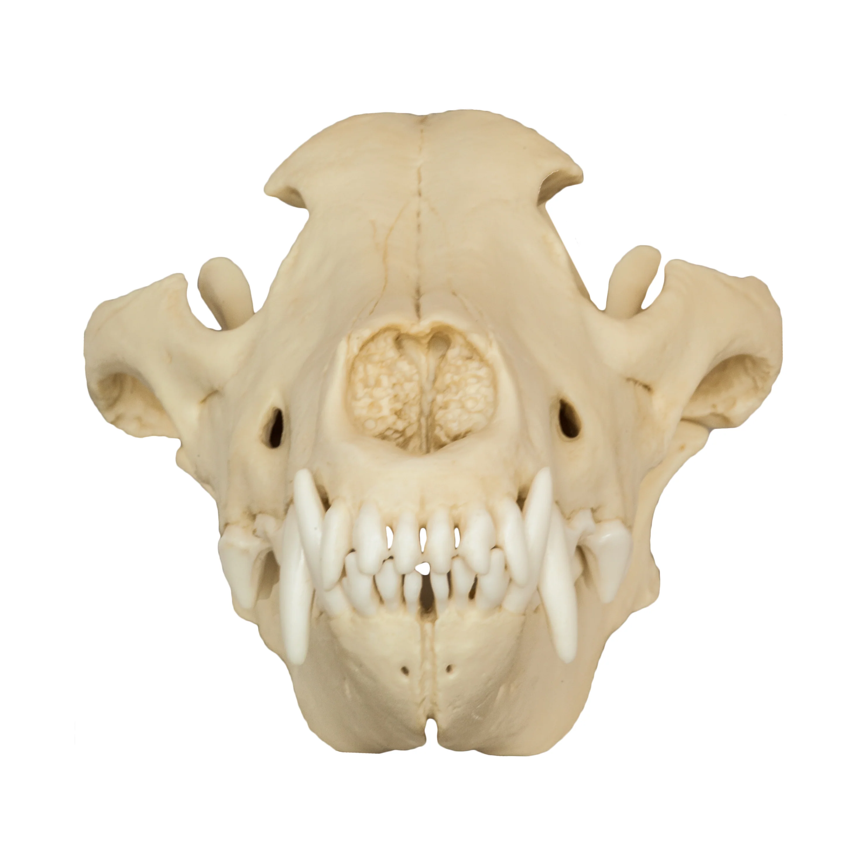 Replica Gray Wolf Skull - Image 3