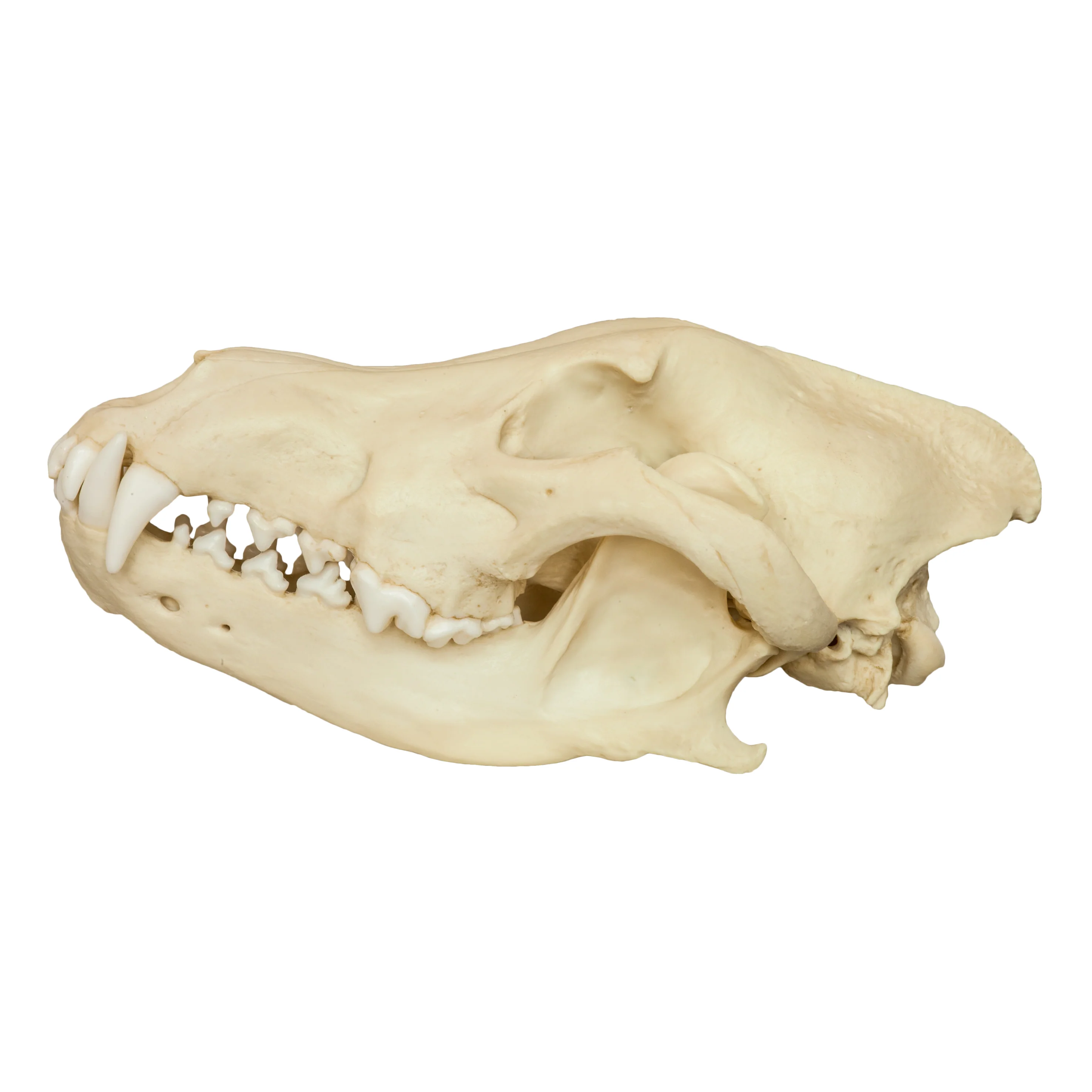 Replica Gray Wolf Skull - Image 4