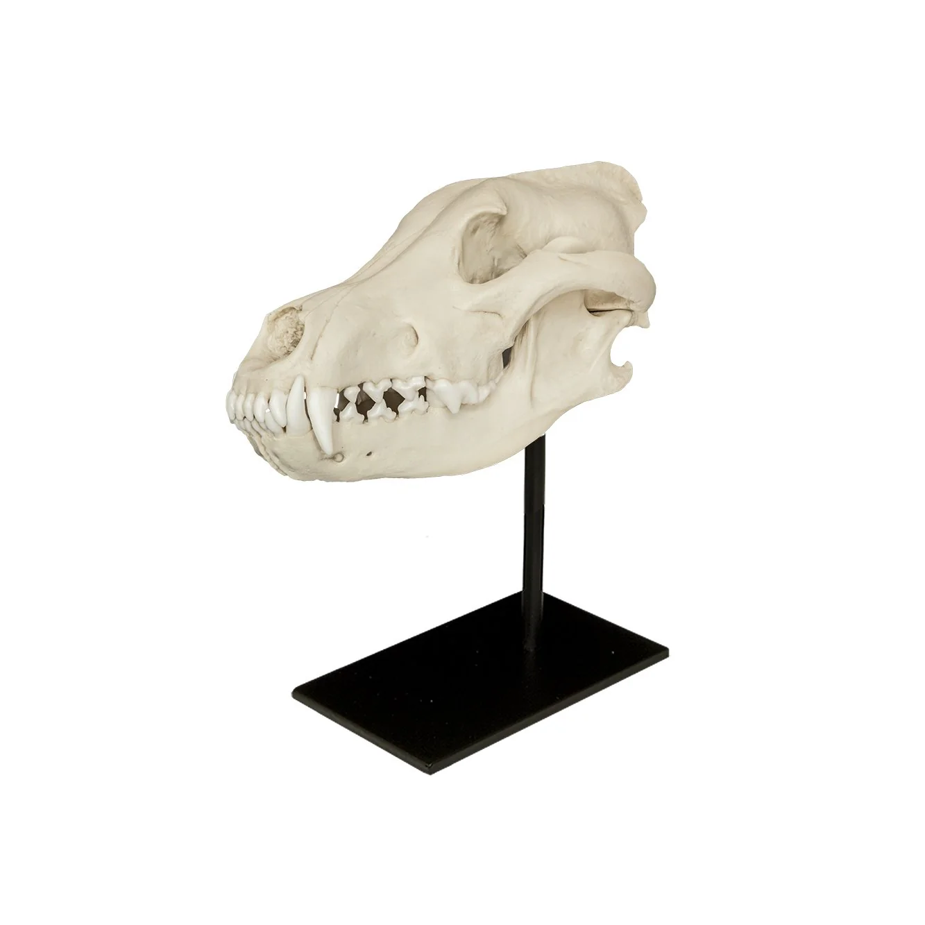 Replica Gray Wolf Skull - Image 5