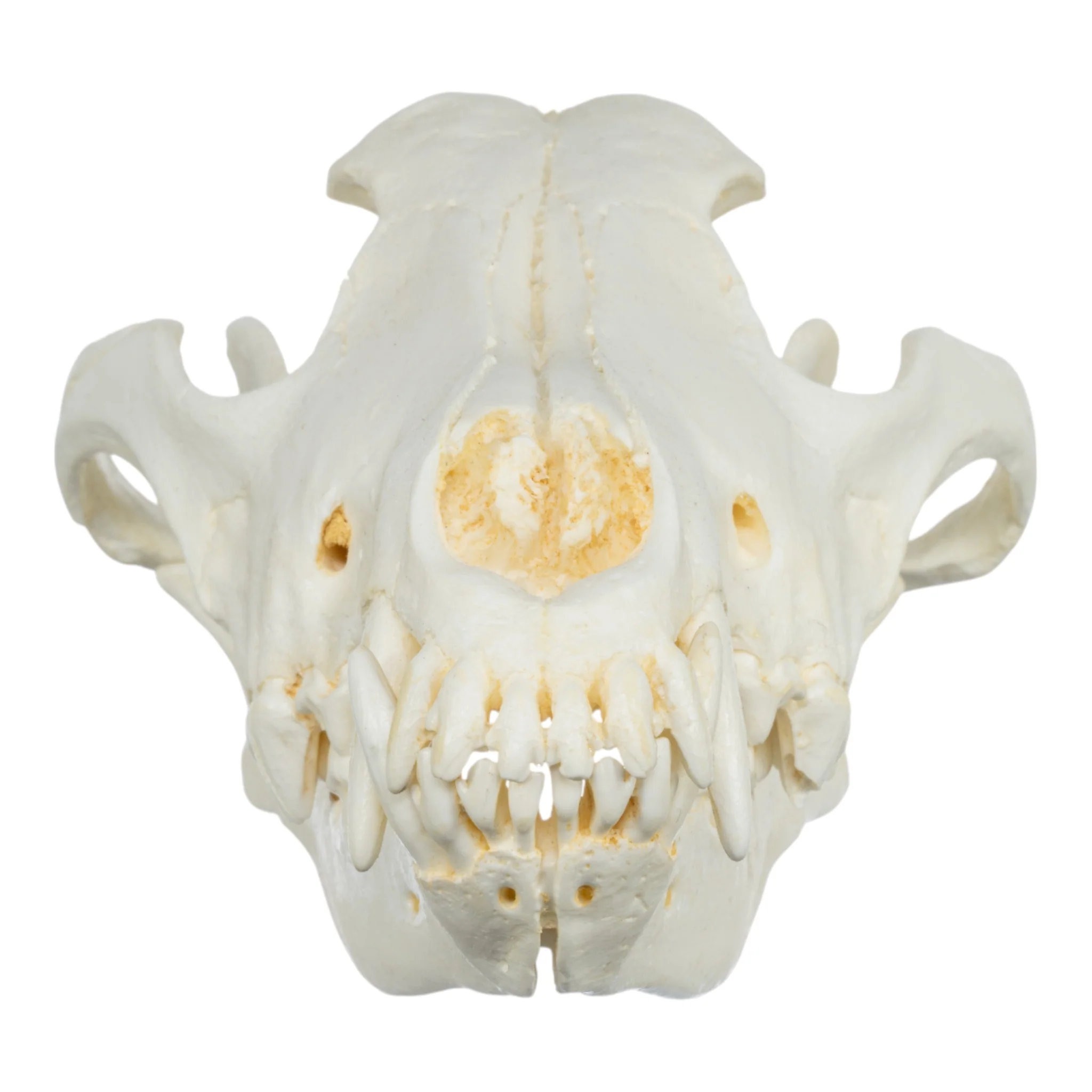 Replica Gray Wolf Skull (Teaching Quality) - Image 3