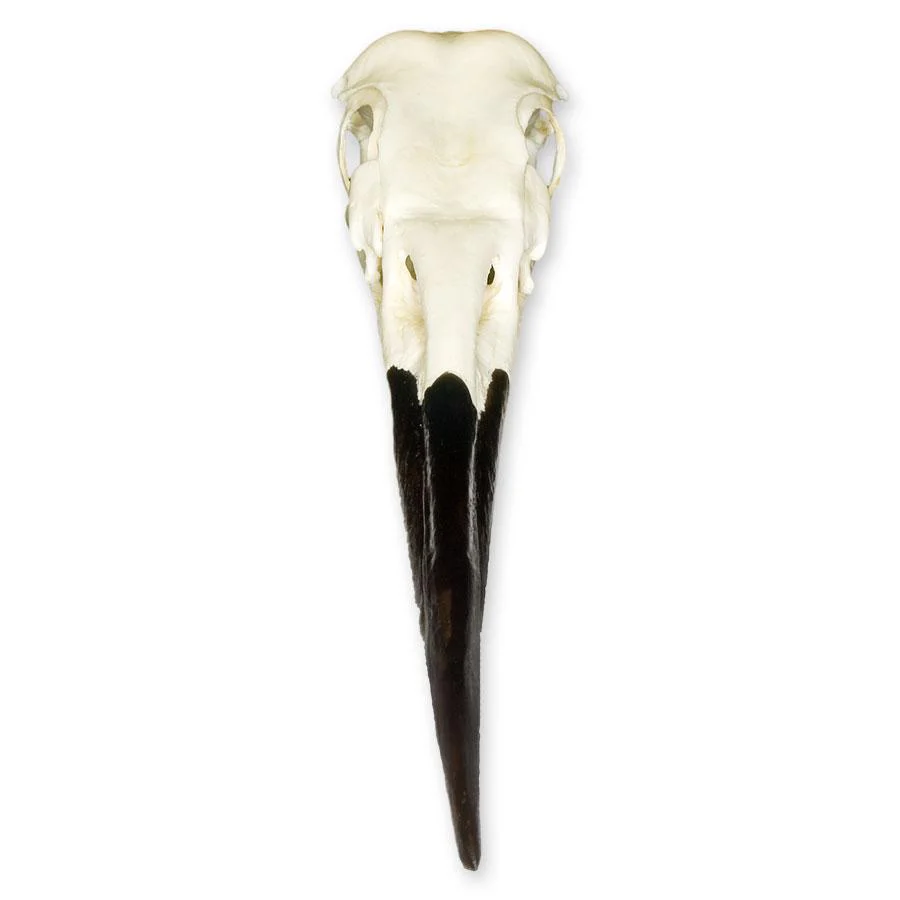 Replica Great Blue Heron Skull - Image 3