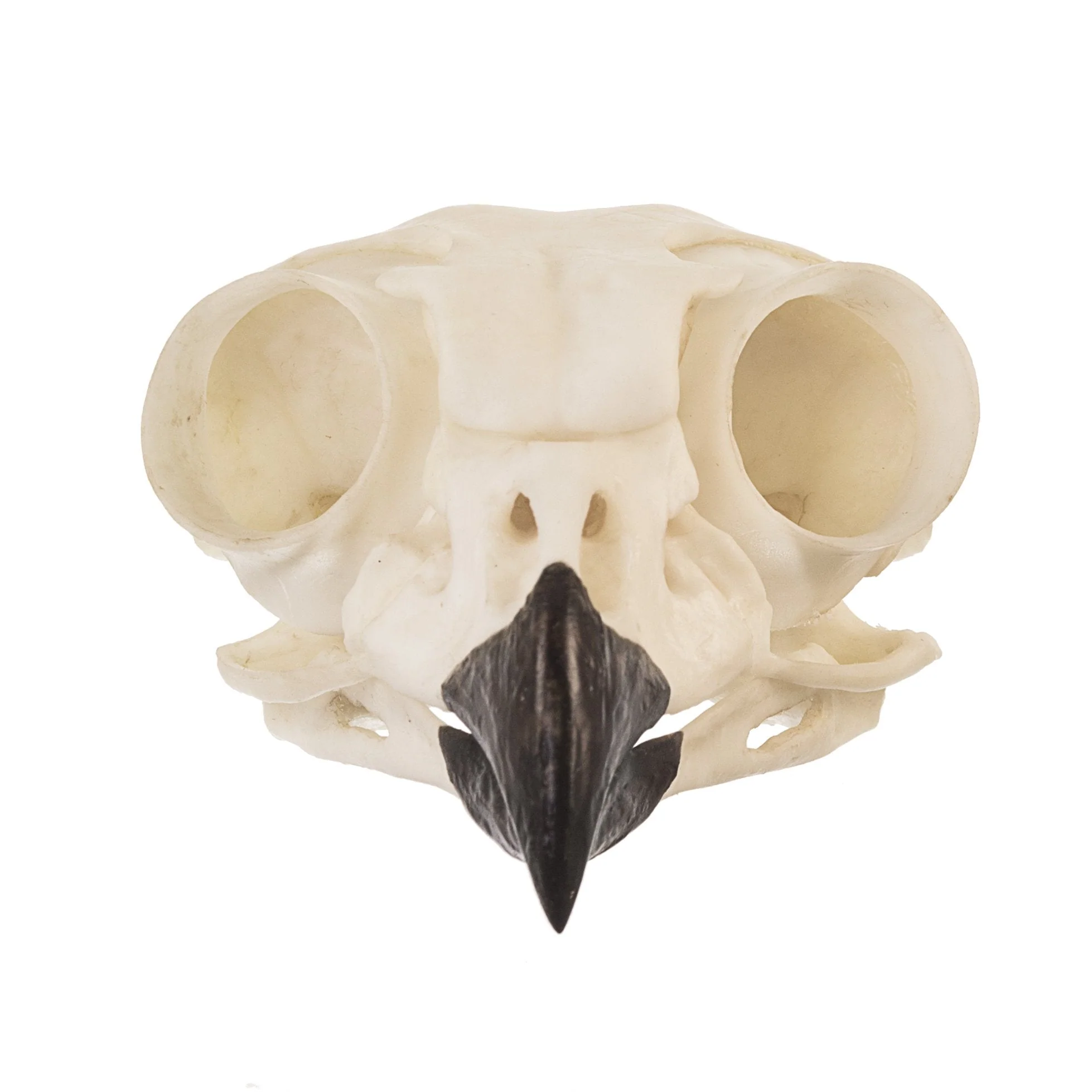 Replica Great Horned Owl Skull - Image 3