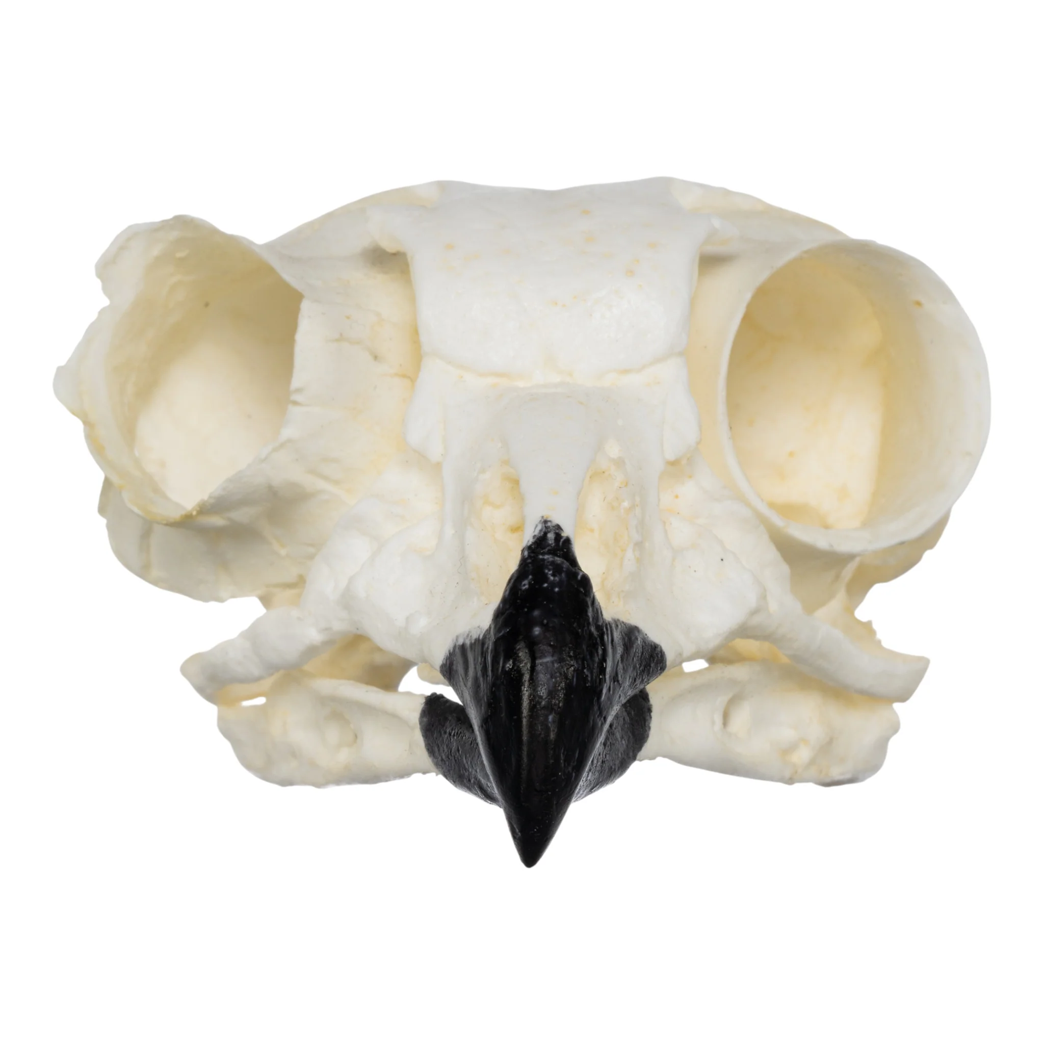Replica Great Horned Owl Skull - Image 3