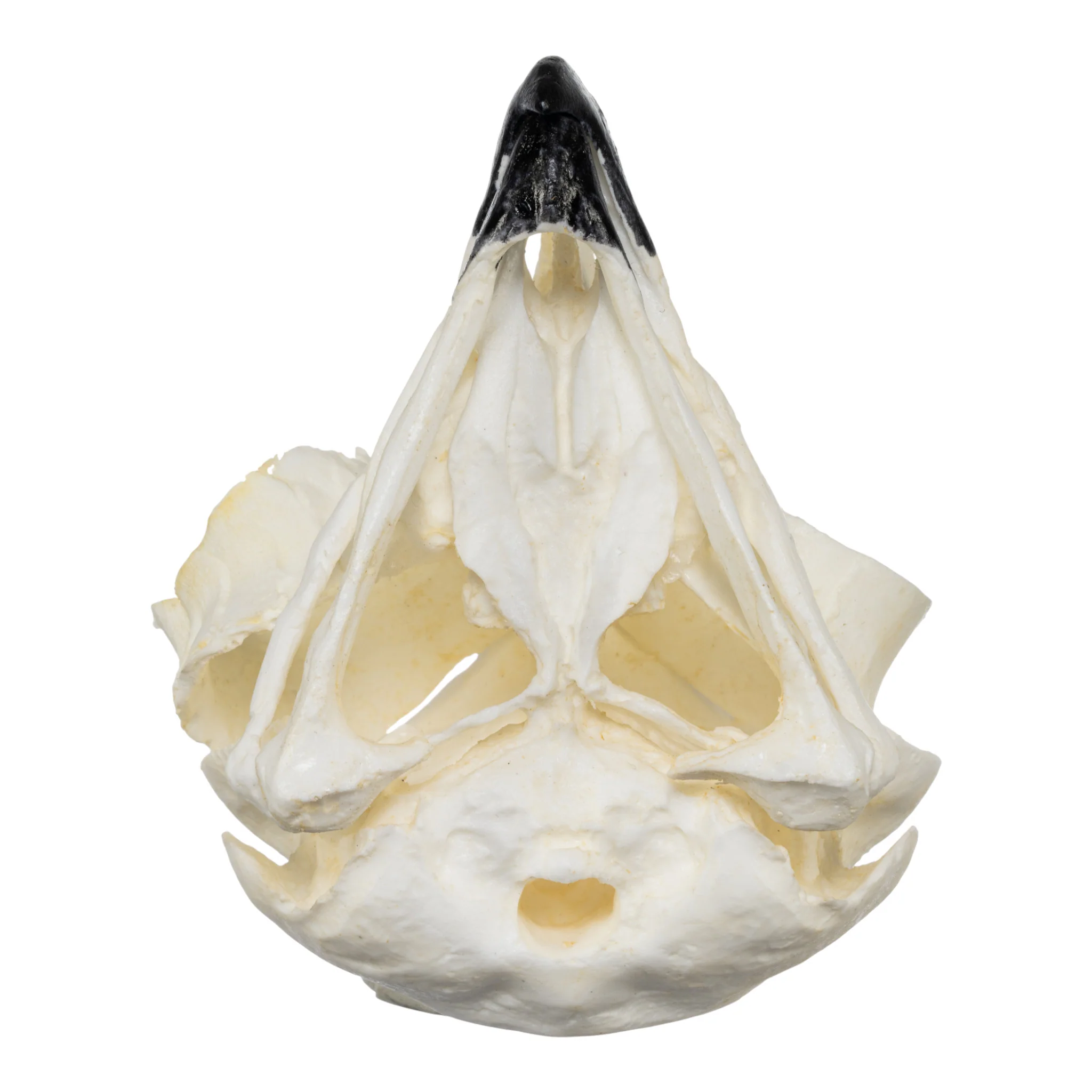 Replica Great Horned Owl Skull - Image 7