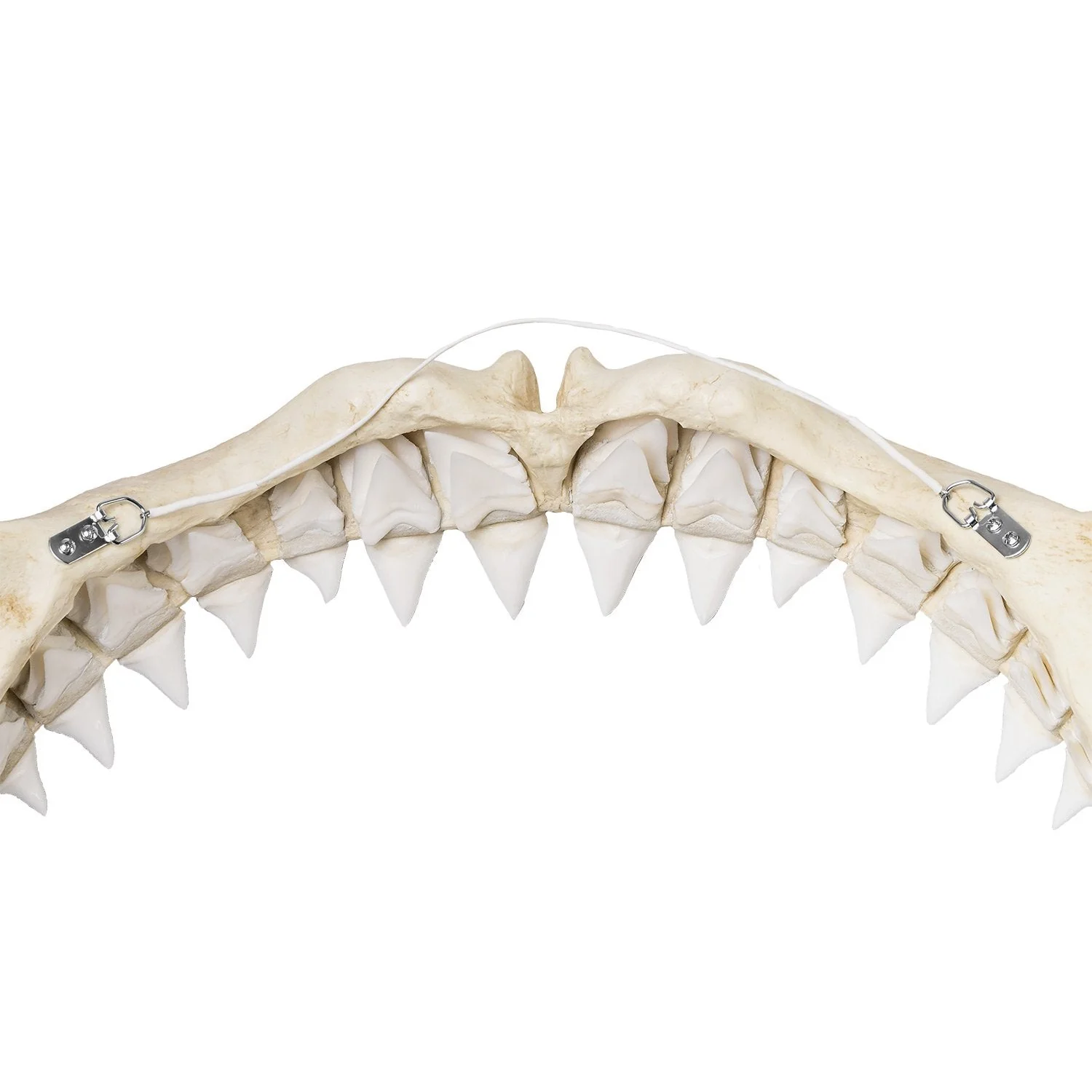 Replica Great White Shark Jaw - Image 4