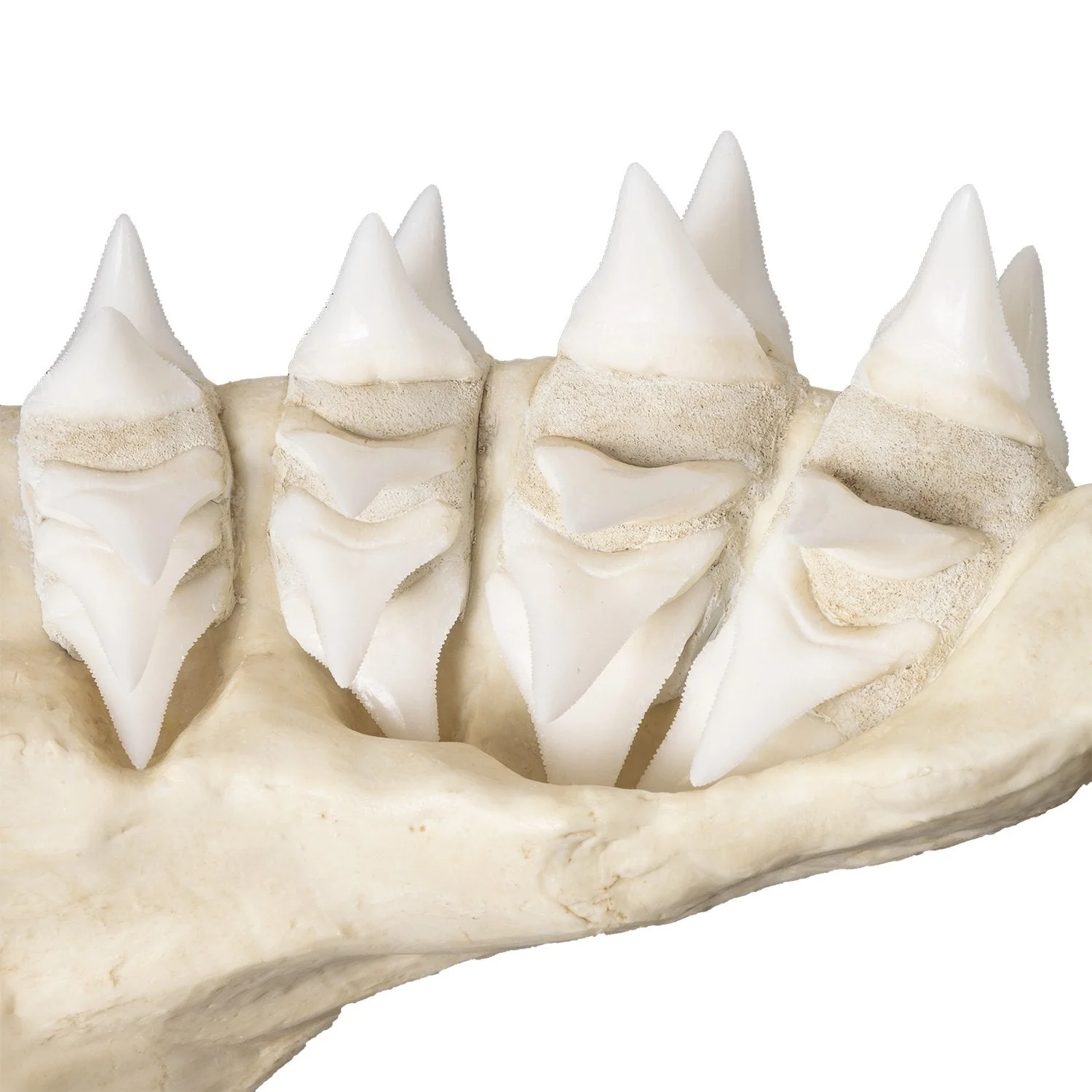 Replica Great White Shark Jaw - Image 5