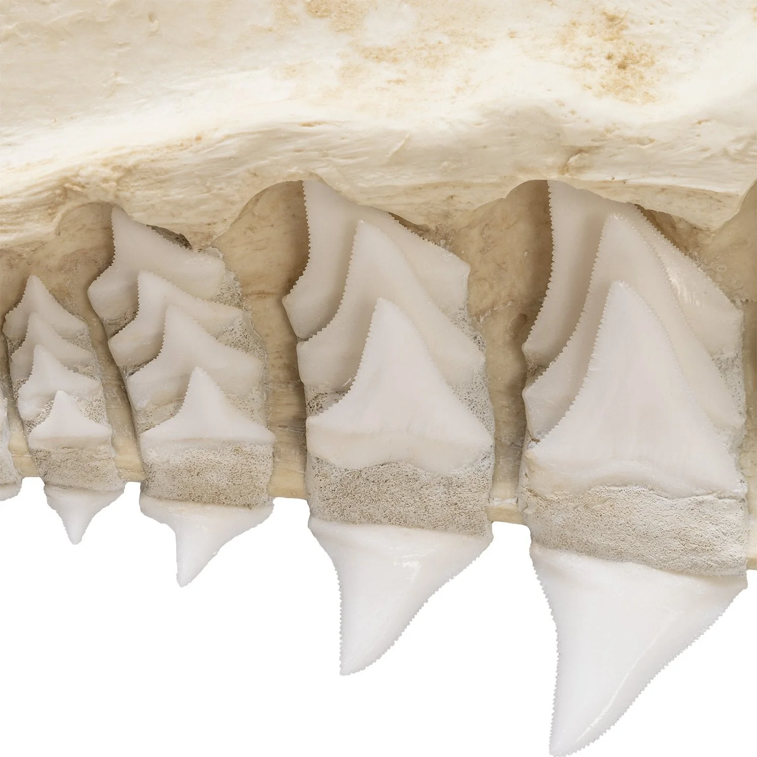 Replica Great White Shark Jaw - Image 6