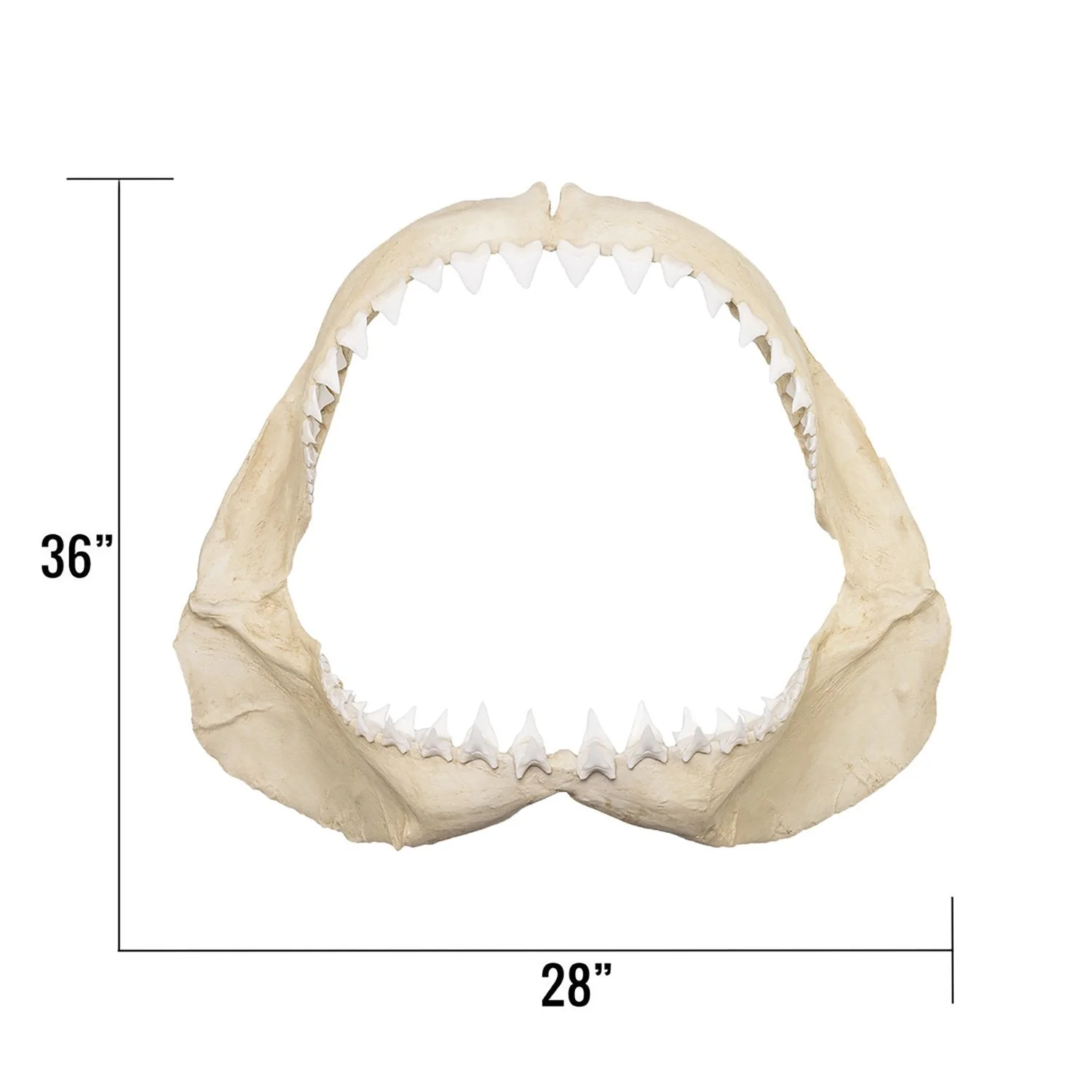 Replica Great White Shark Jaw - Image 7