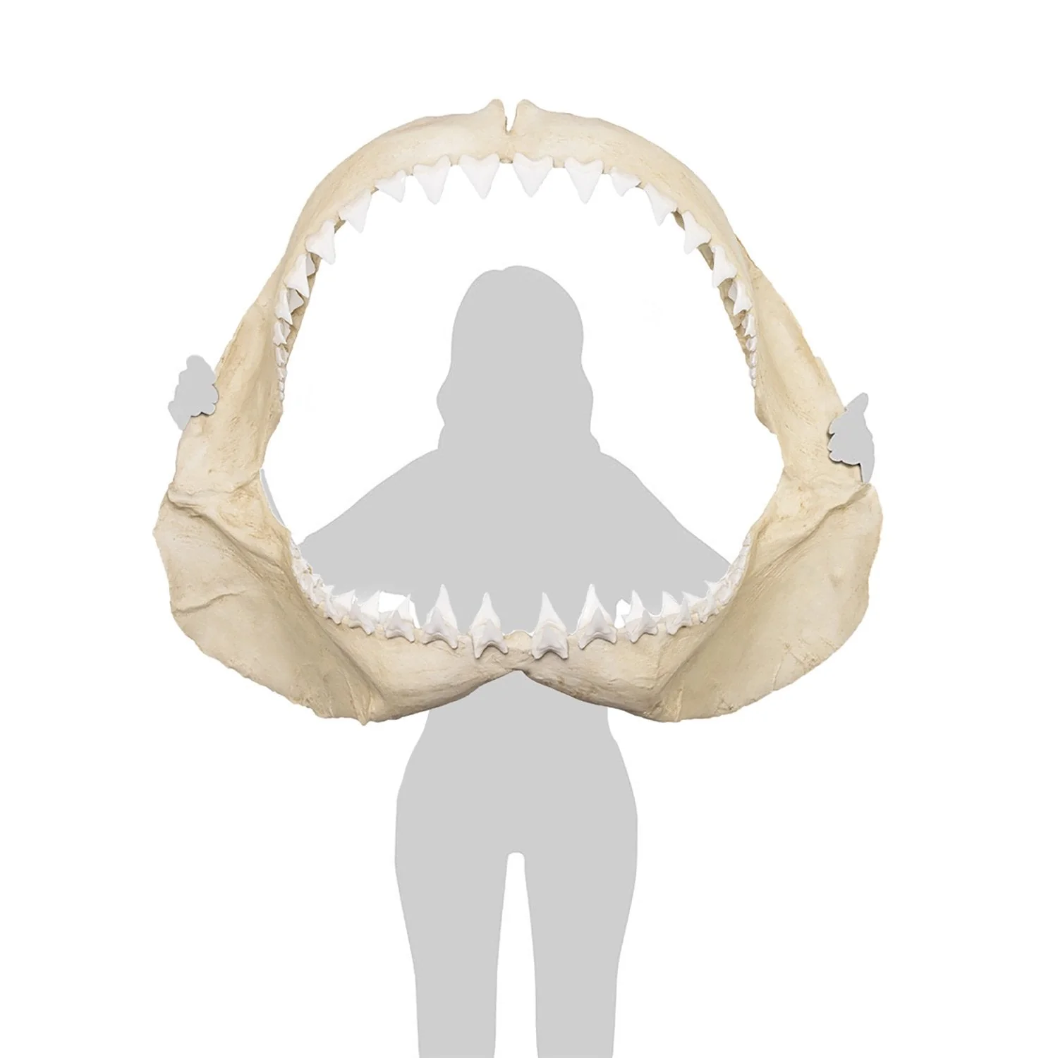Replica Great White Shark Jaw - Image 8