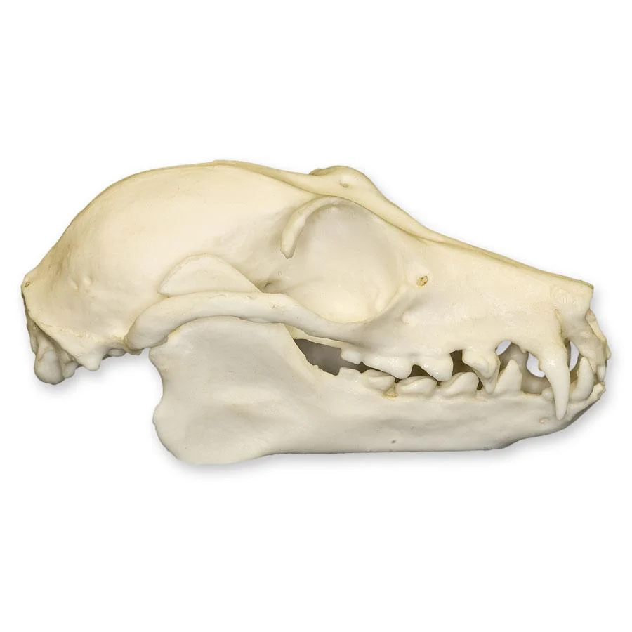Replica Fruit Bat Skull - Image 2