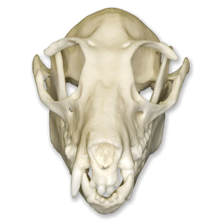 Replica Fruit Bat Skull - Image 3