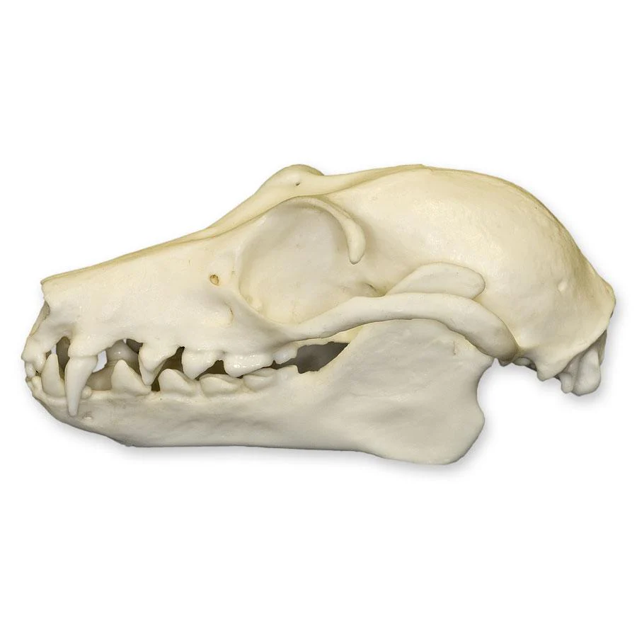 Replica Fruit Bat Skull - Image 4