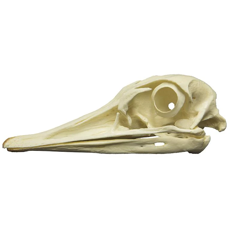 Replica Greater Rhea Skull - Image 4