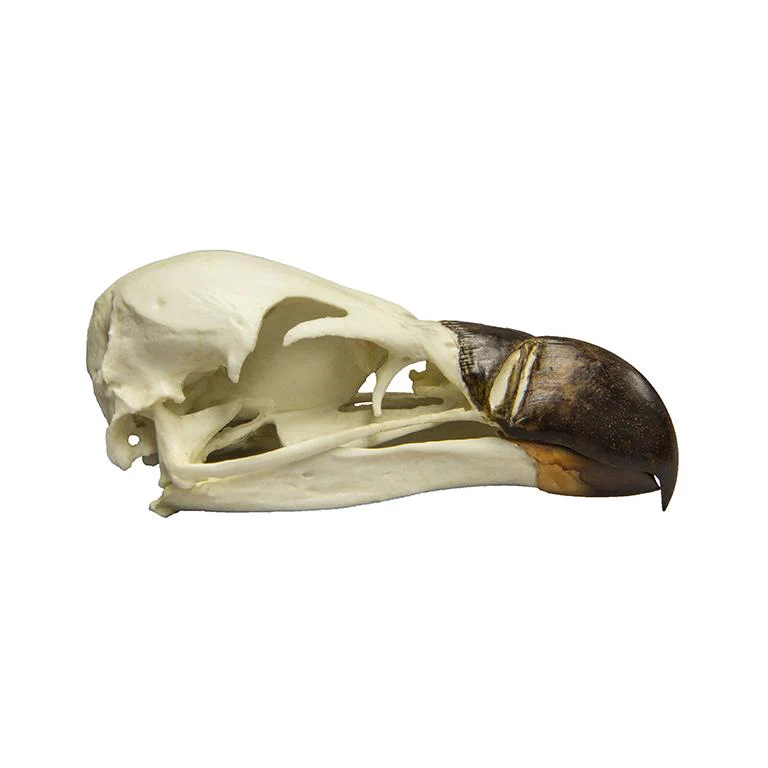 Replica Griffon Vulture Skull - Image 2