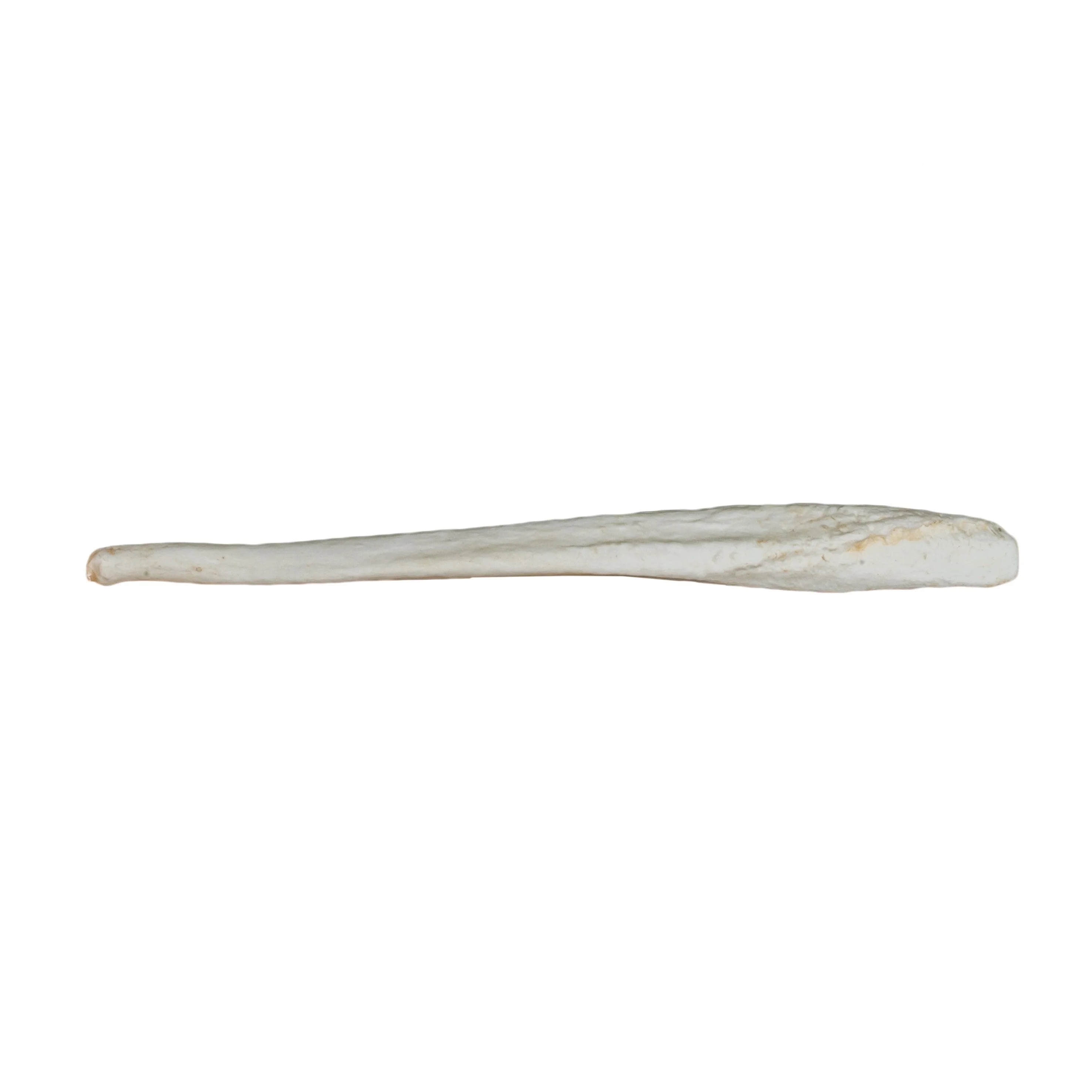 Replica Grizzly Bear Kodiak Baculum