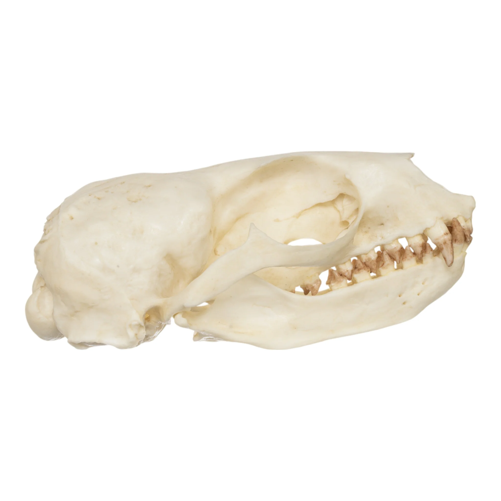 Replica Guadalupe Fur Seal Skull - Female - Image 2