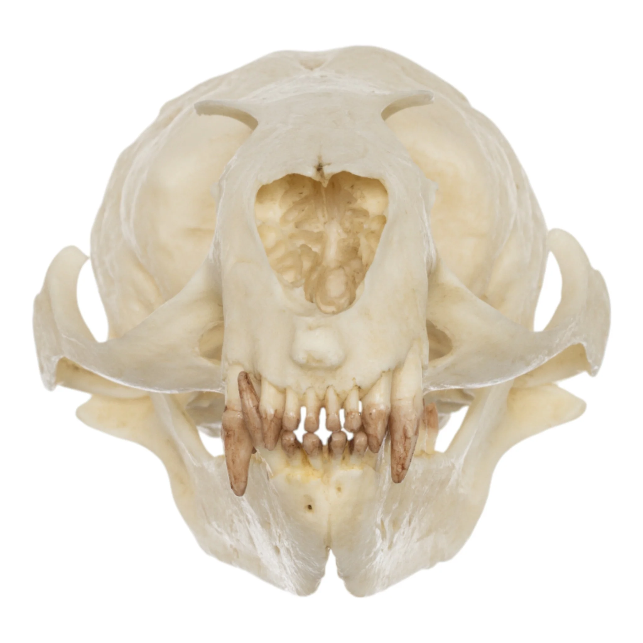 Replica Guadalupe Fur Seal Skull - Female - Image 3