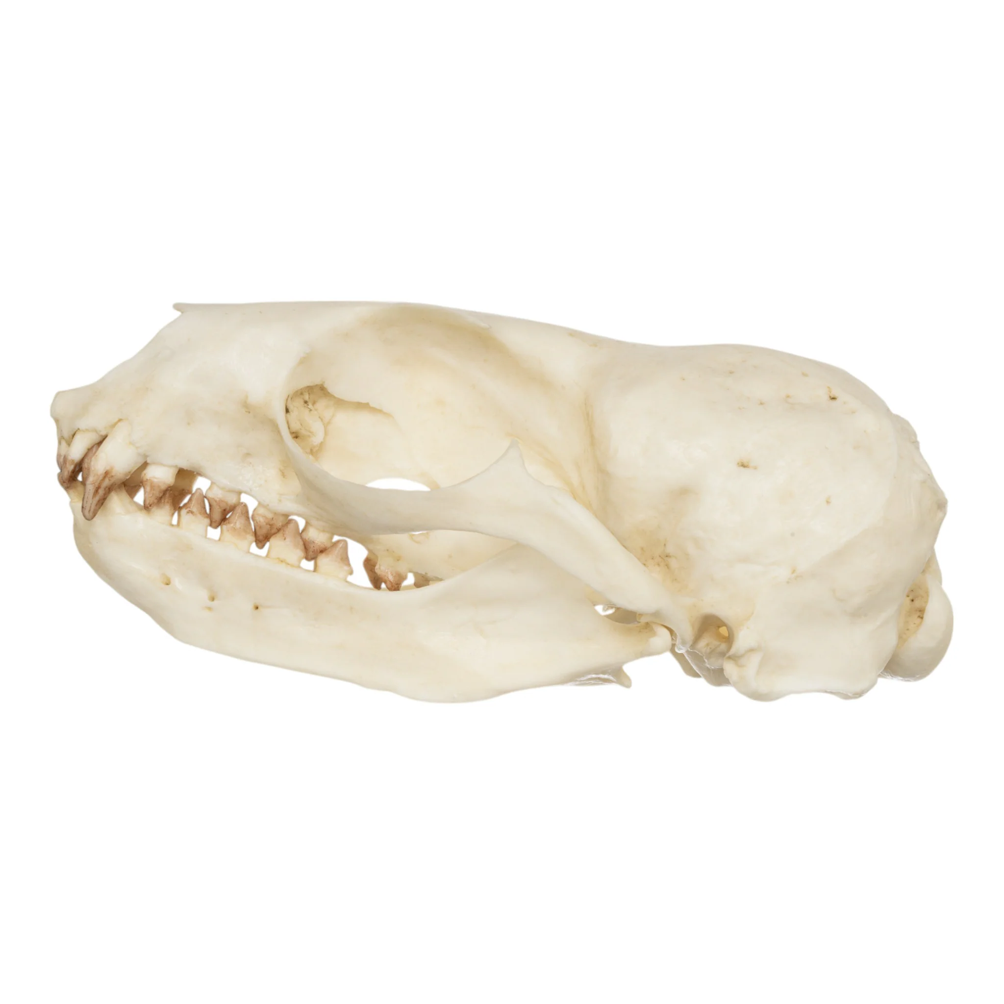 Replica Guadalupe Fur Seal Skull - Female - Image 4