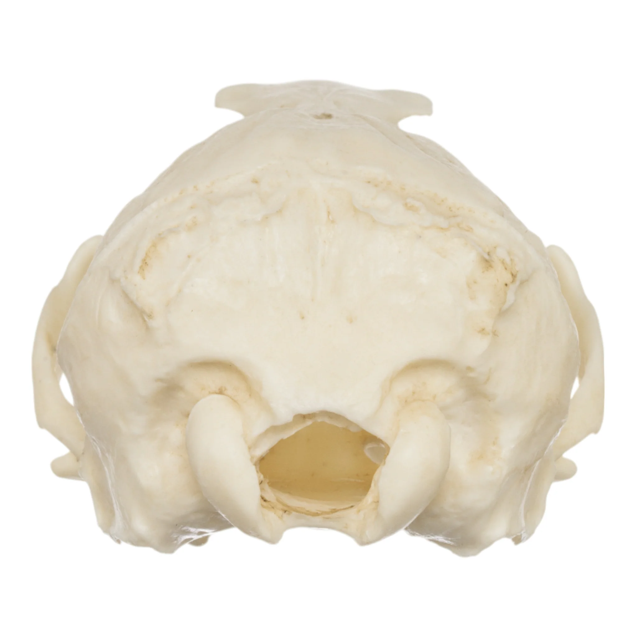 Replica Guadalupe Fur Seal Skull - Female - Image 5