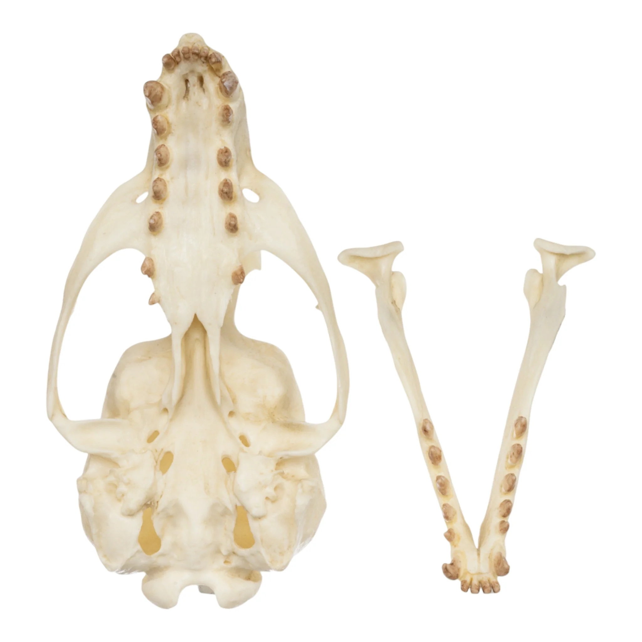 Replica Guadalupe Fur Seal Skull - Female - Image 6