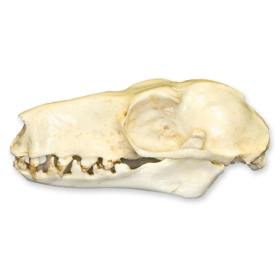 Replica Hammerhead Fruit Bat Skull (Female) - Image 4