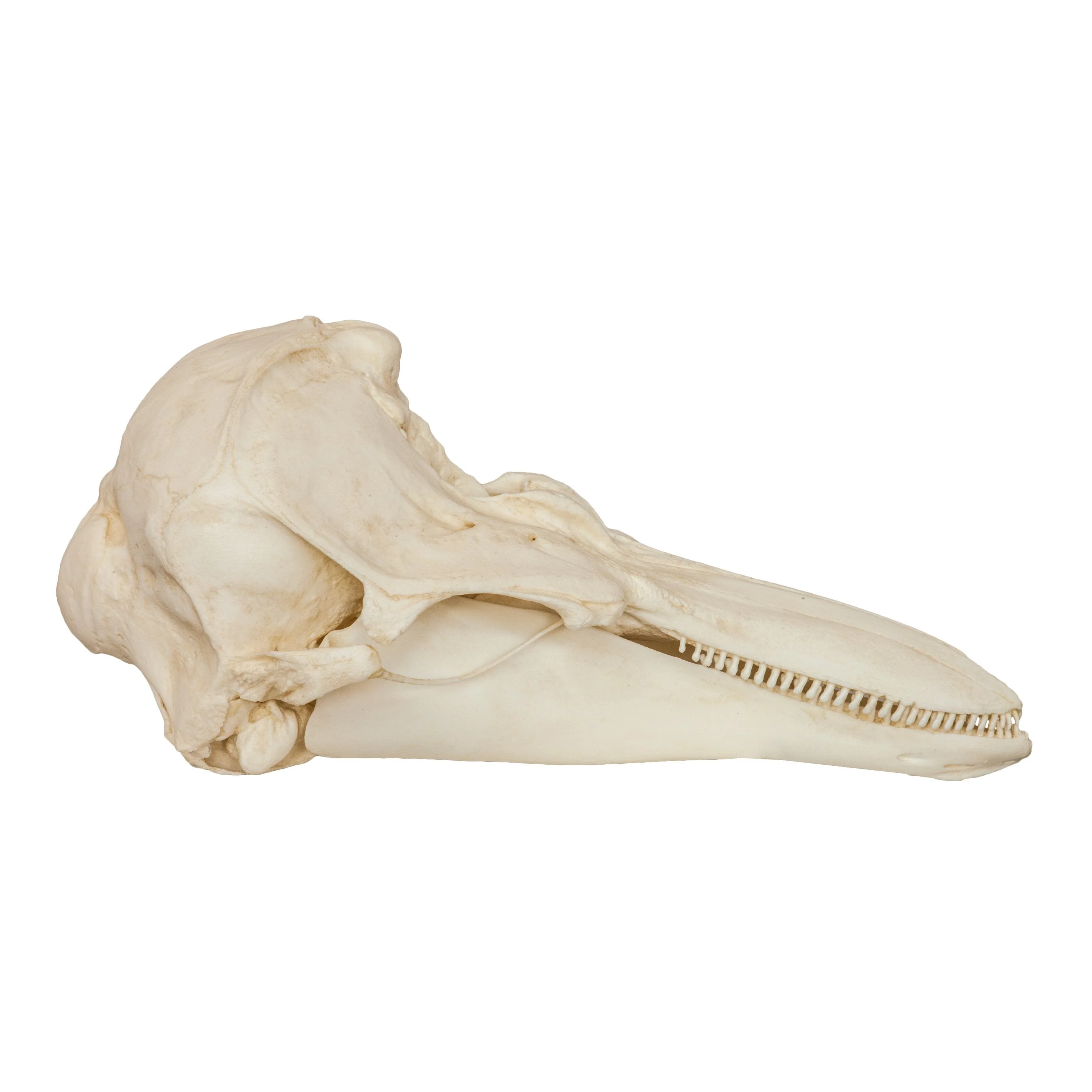 Replica Harbor Porpoise Skull - Image 2