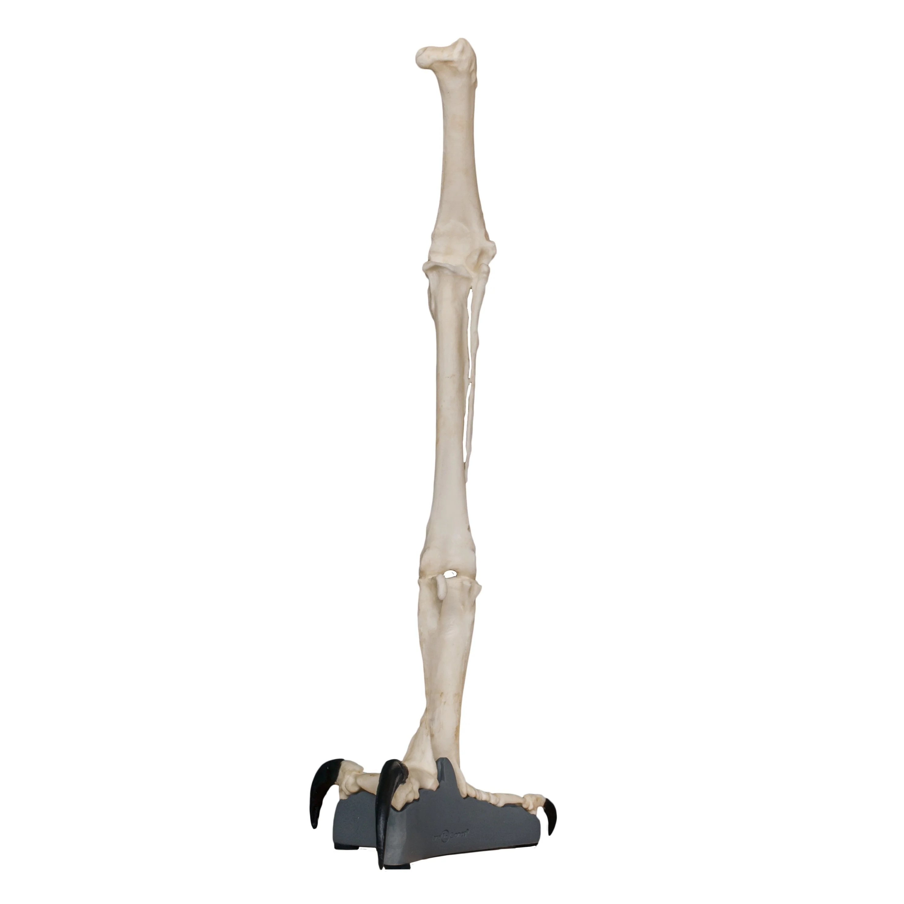 Replica Harpy Eagle Leg