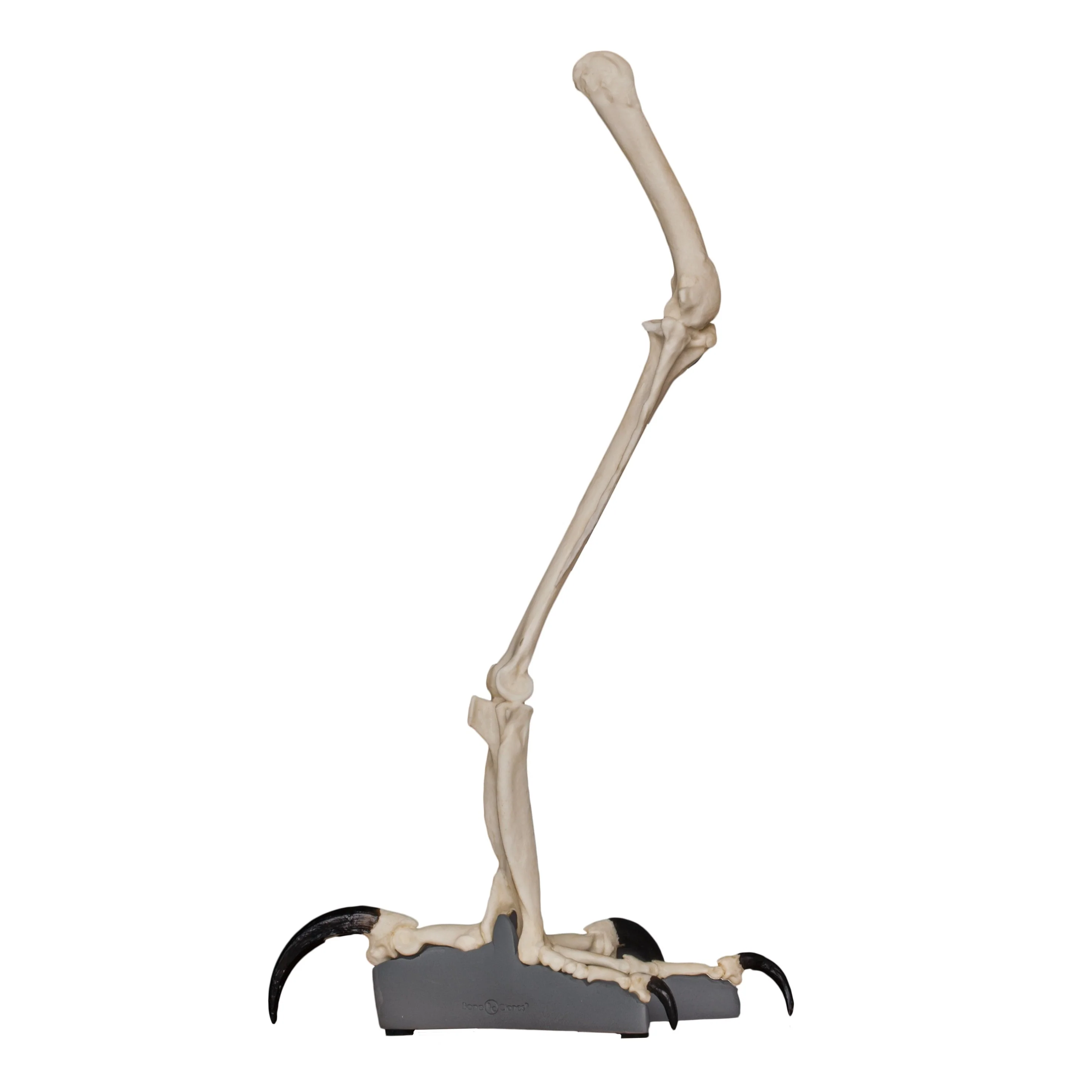Replica Harpy Eagle Leg - Image 3