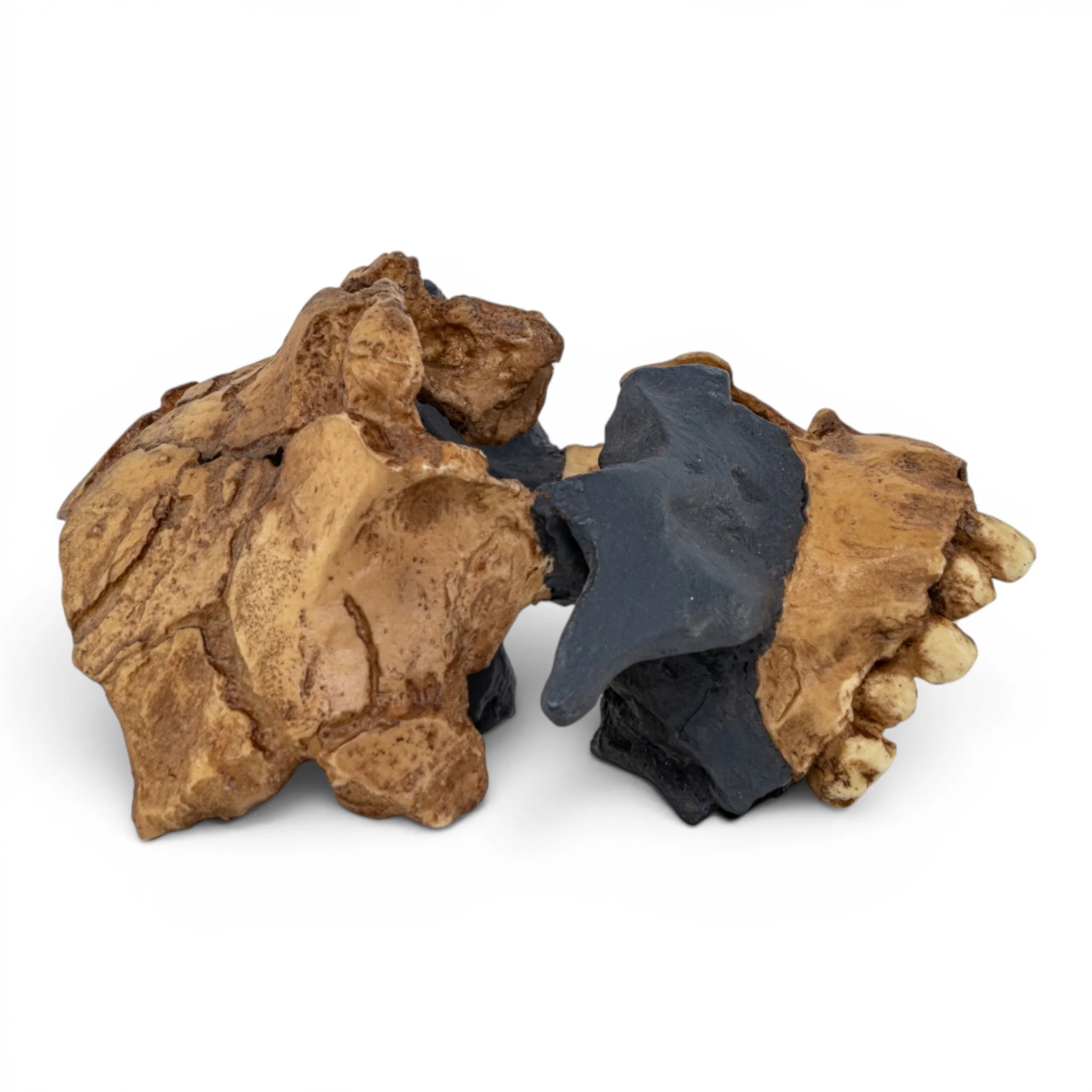Replica Homo antecessor Skull - Image 2