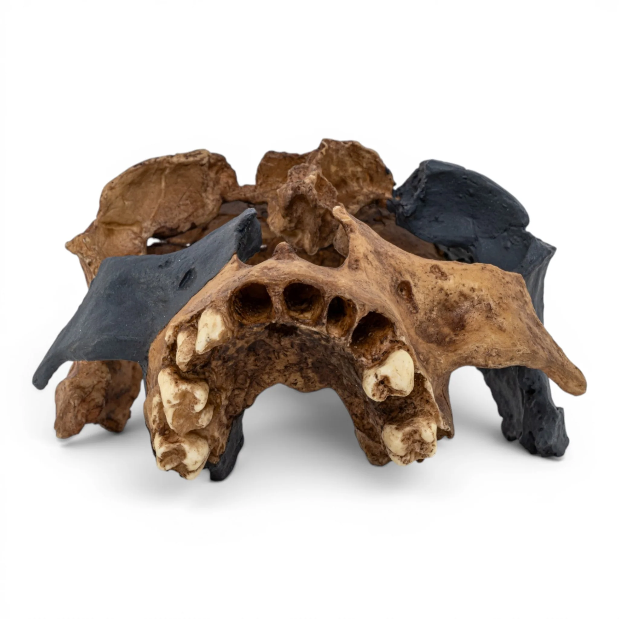 Replica Homo antecessor Skull - Image 3