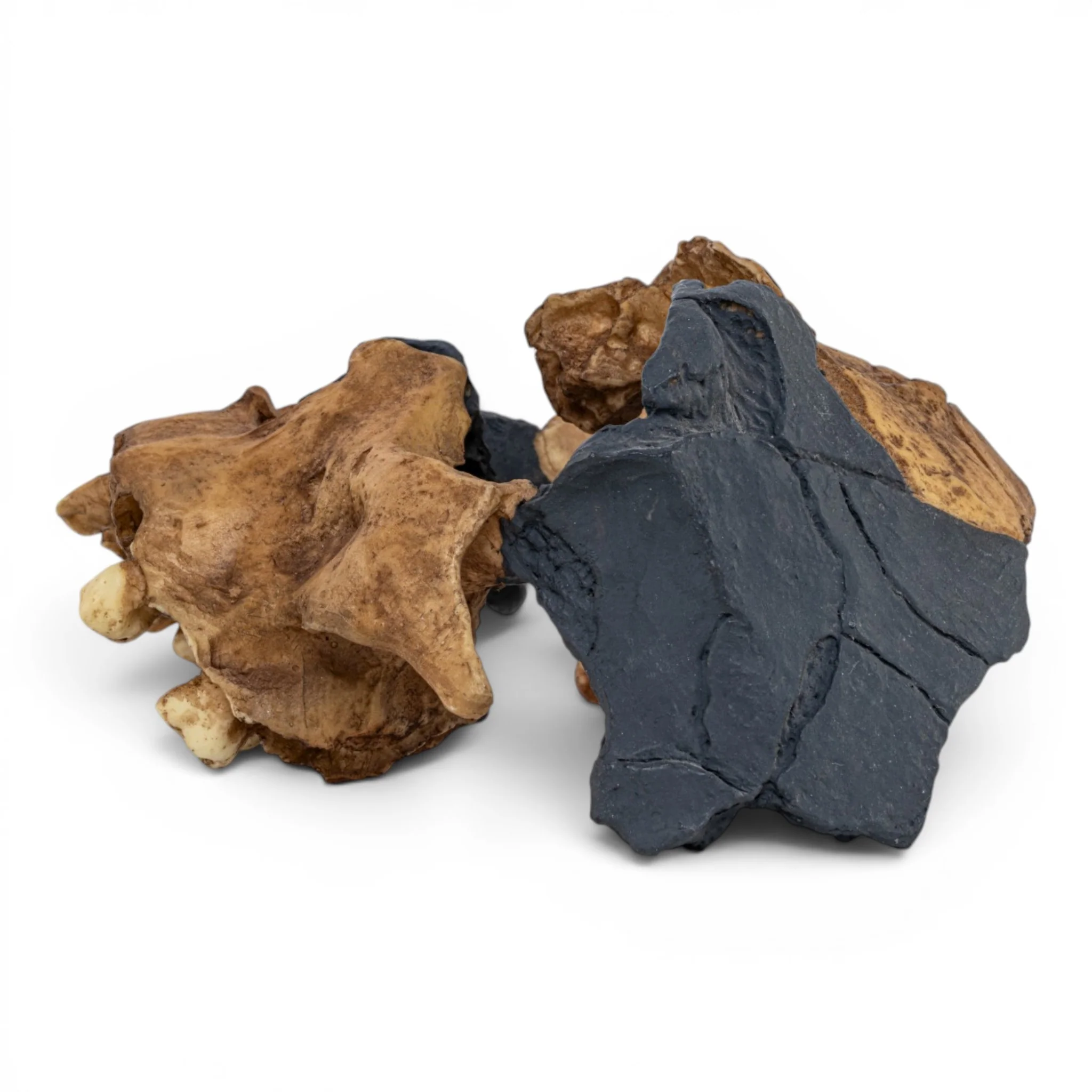 Replica Homo antecessor Skull - Image 4