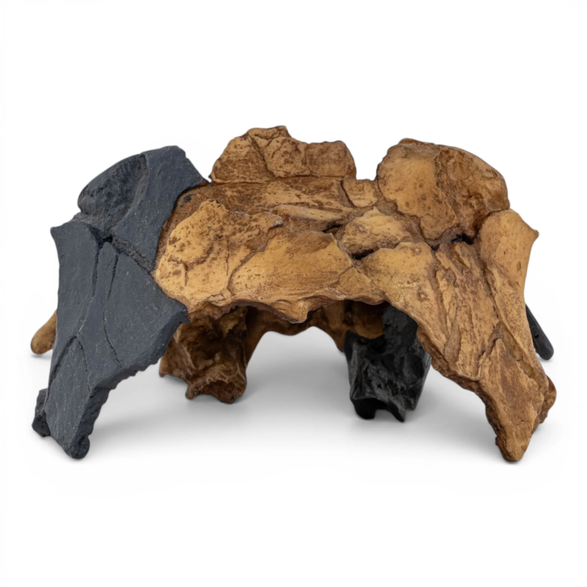 Replica Homo antecessor Skull - Image 5