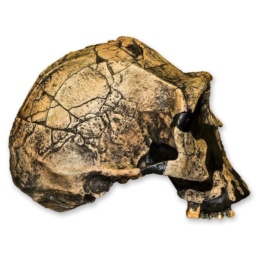 Replica Homo Ergaster KNM ER 3733 Skull - Image 2