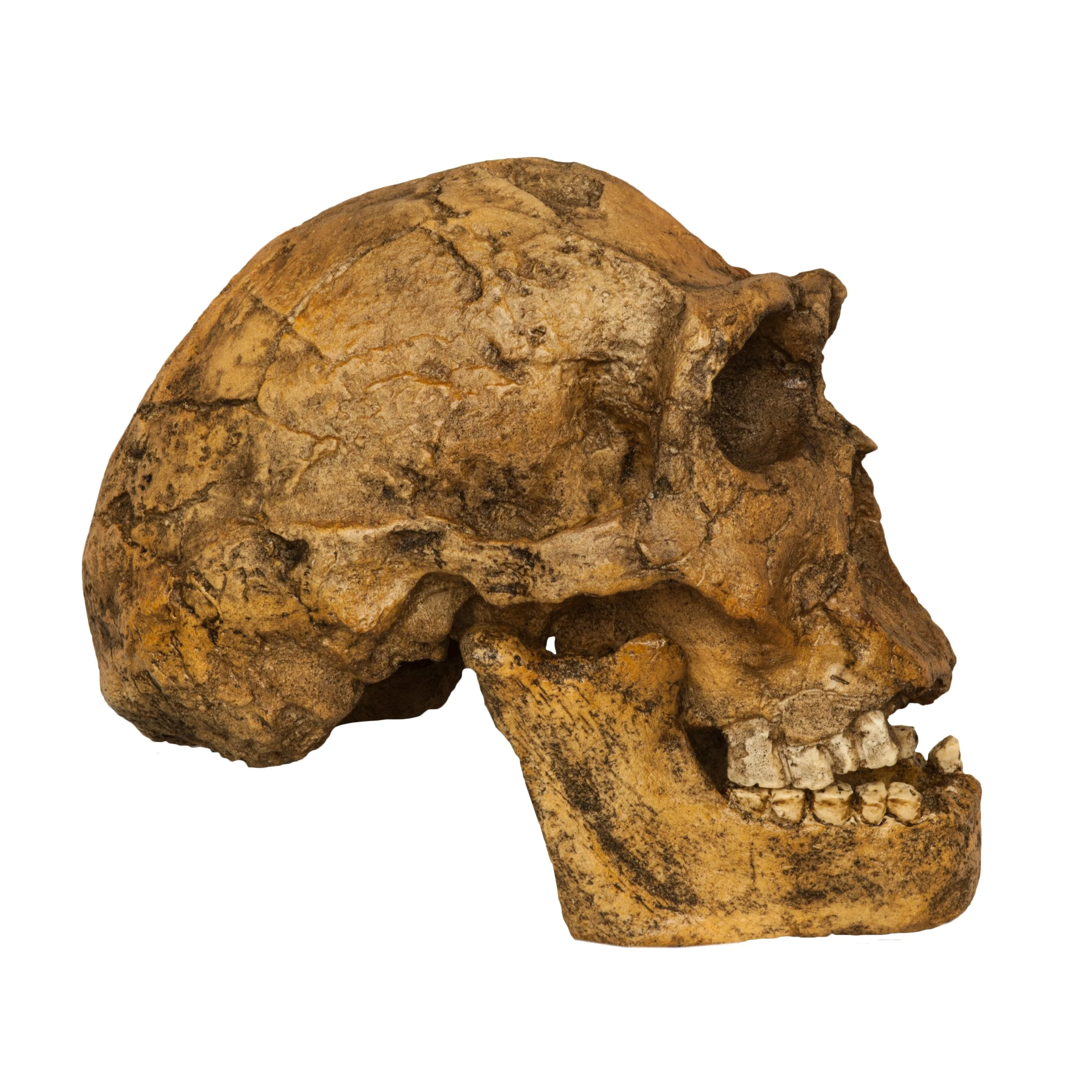 Replica Homo Ergaster KNM ER 3733 Skull - Image 2