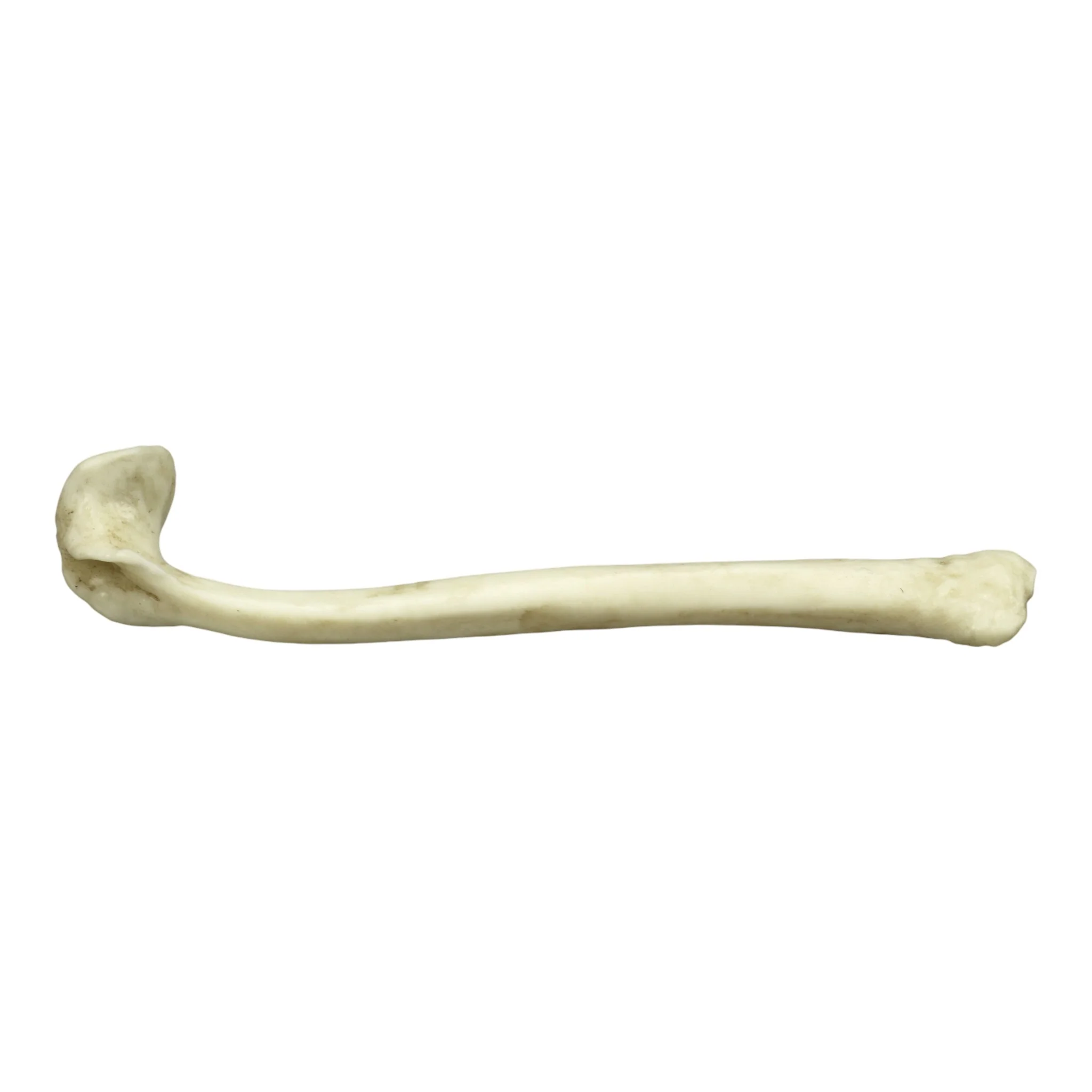 Replica Honey Badger Baculum - Image 2