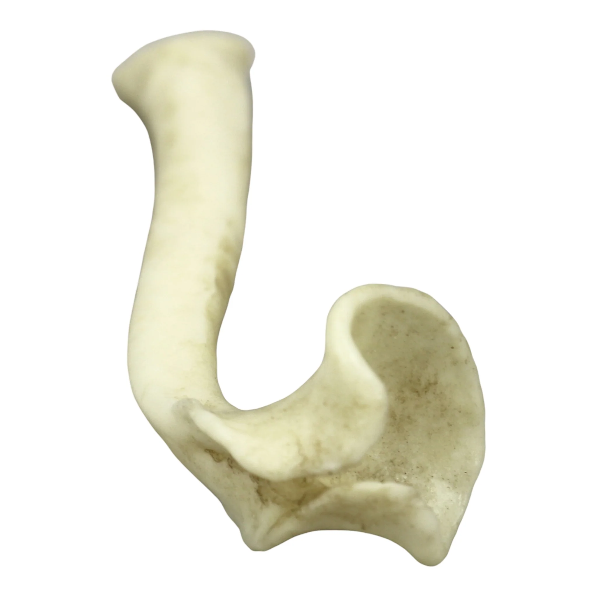 Replica Honey Badger Baculum - Image 3