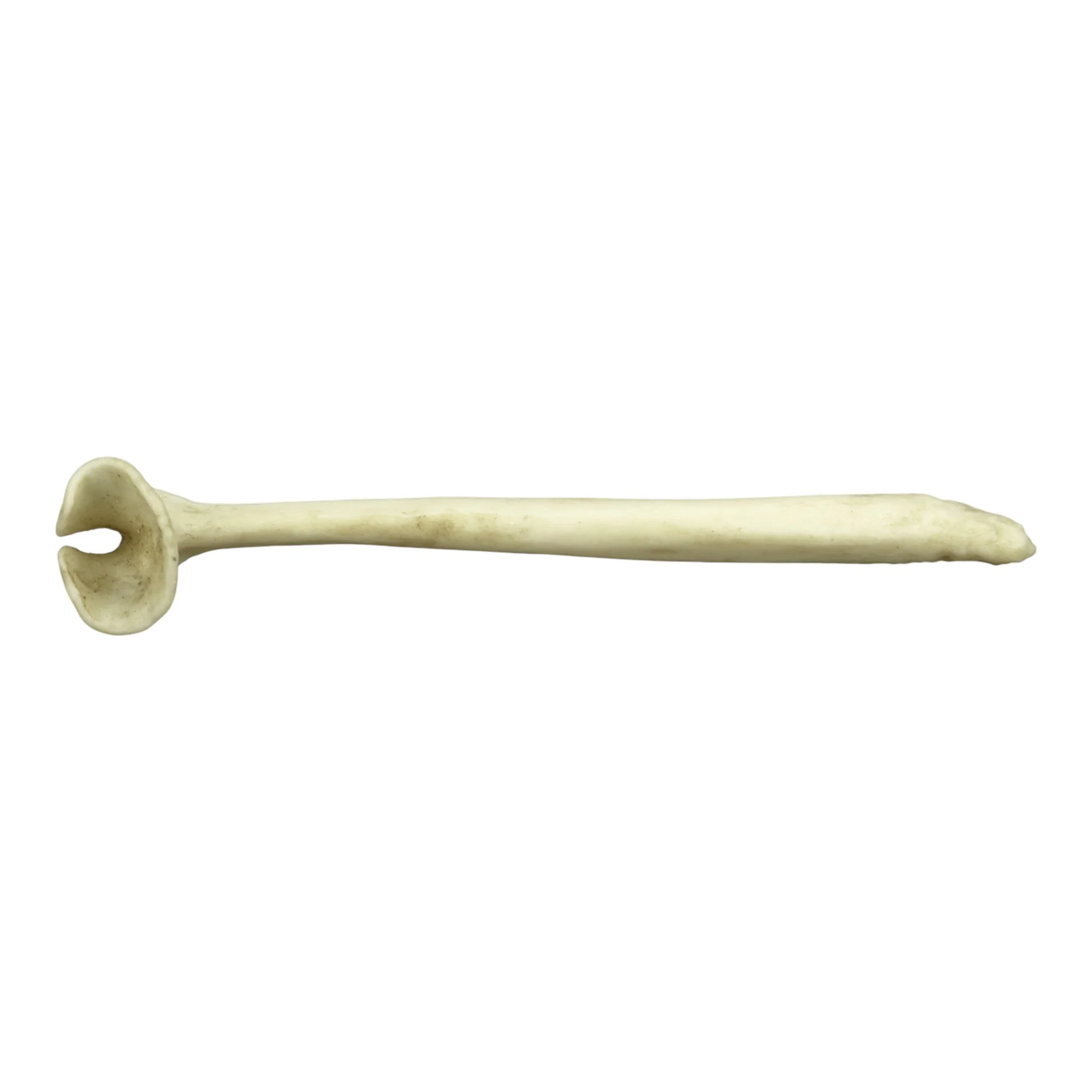 Replica Honey Badger Baculum - Image 4