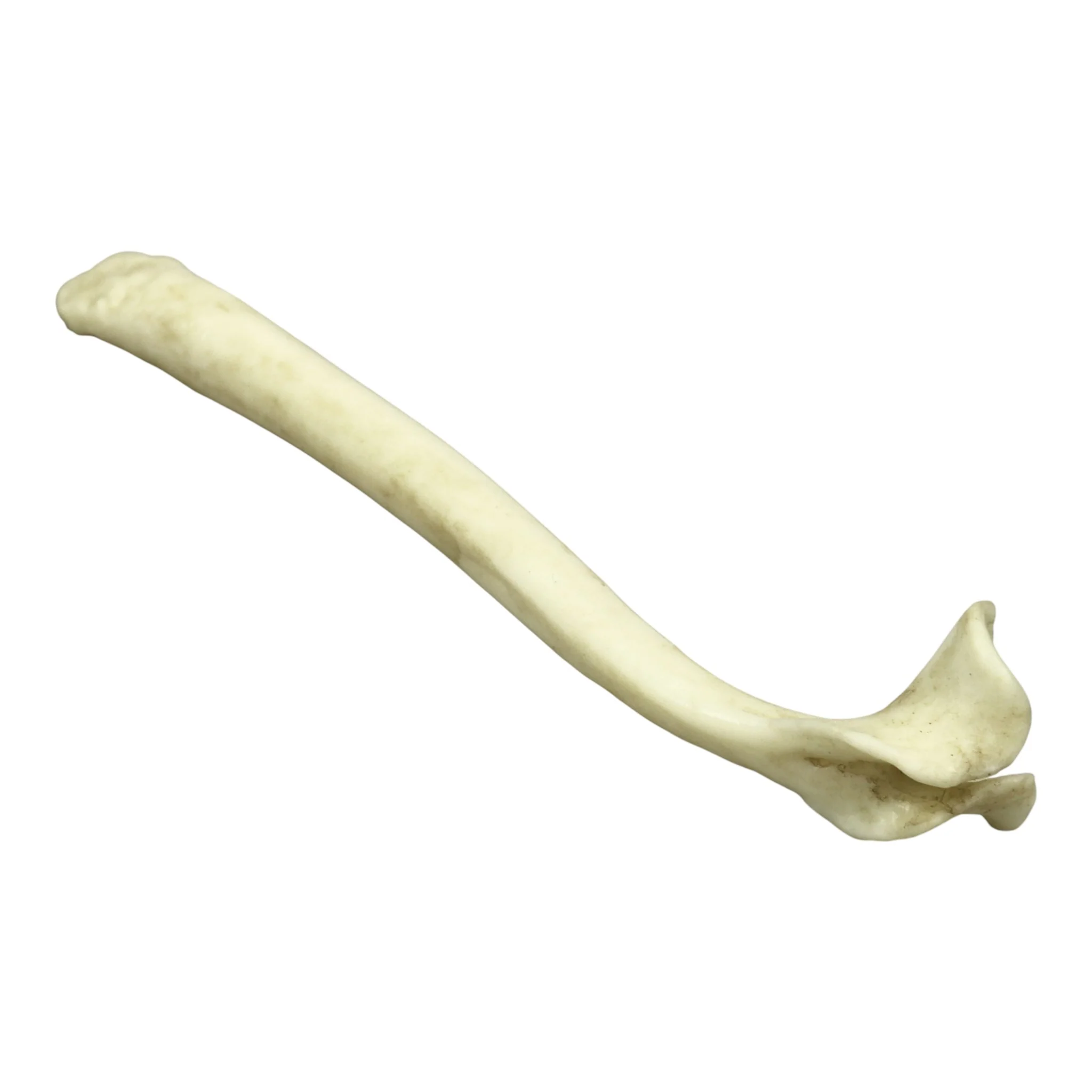 Replica Honey Badger Baculum - Image 5