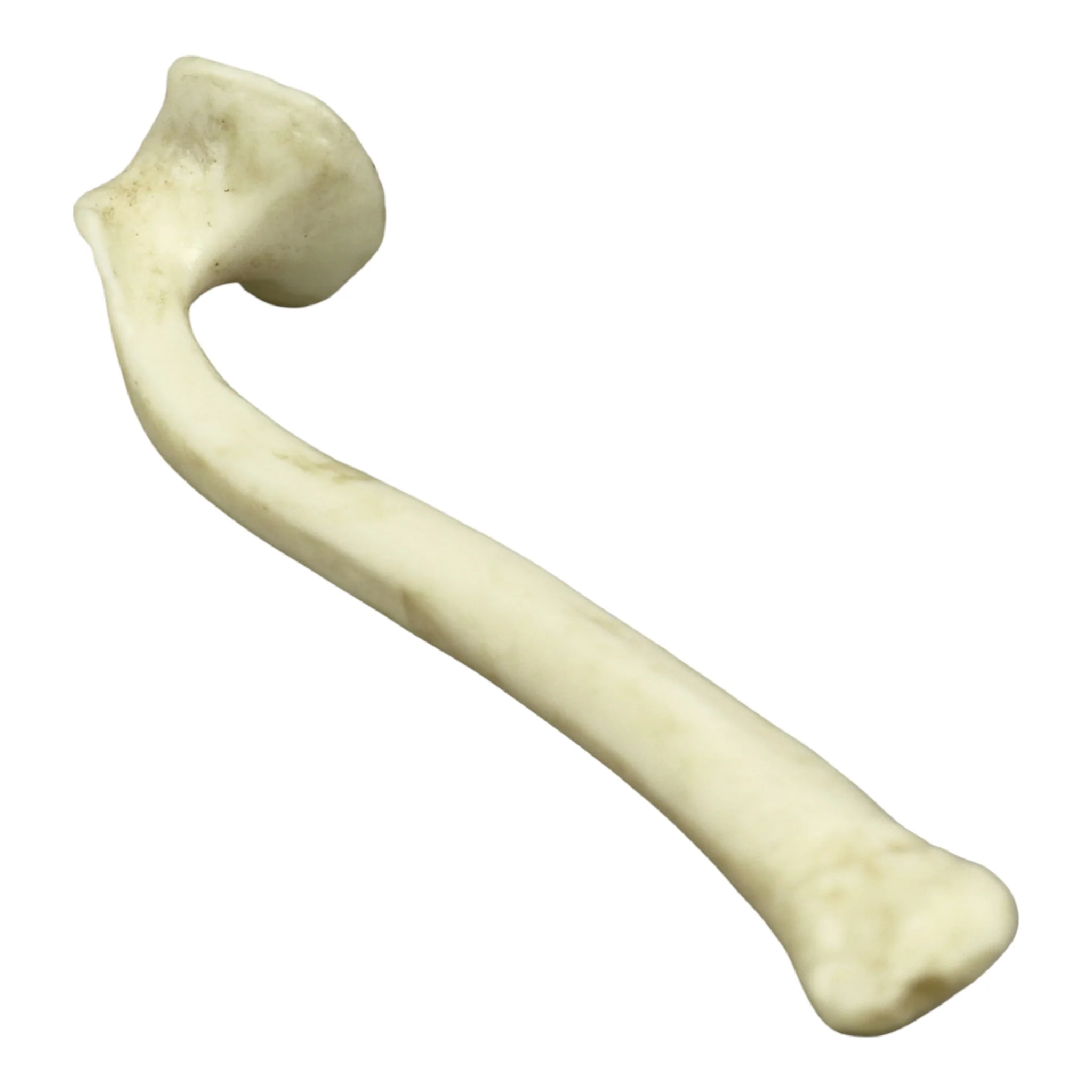 Replica Honey Badger Baculum - Image 6