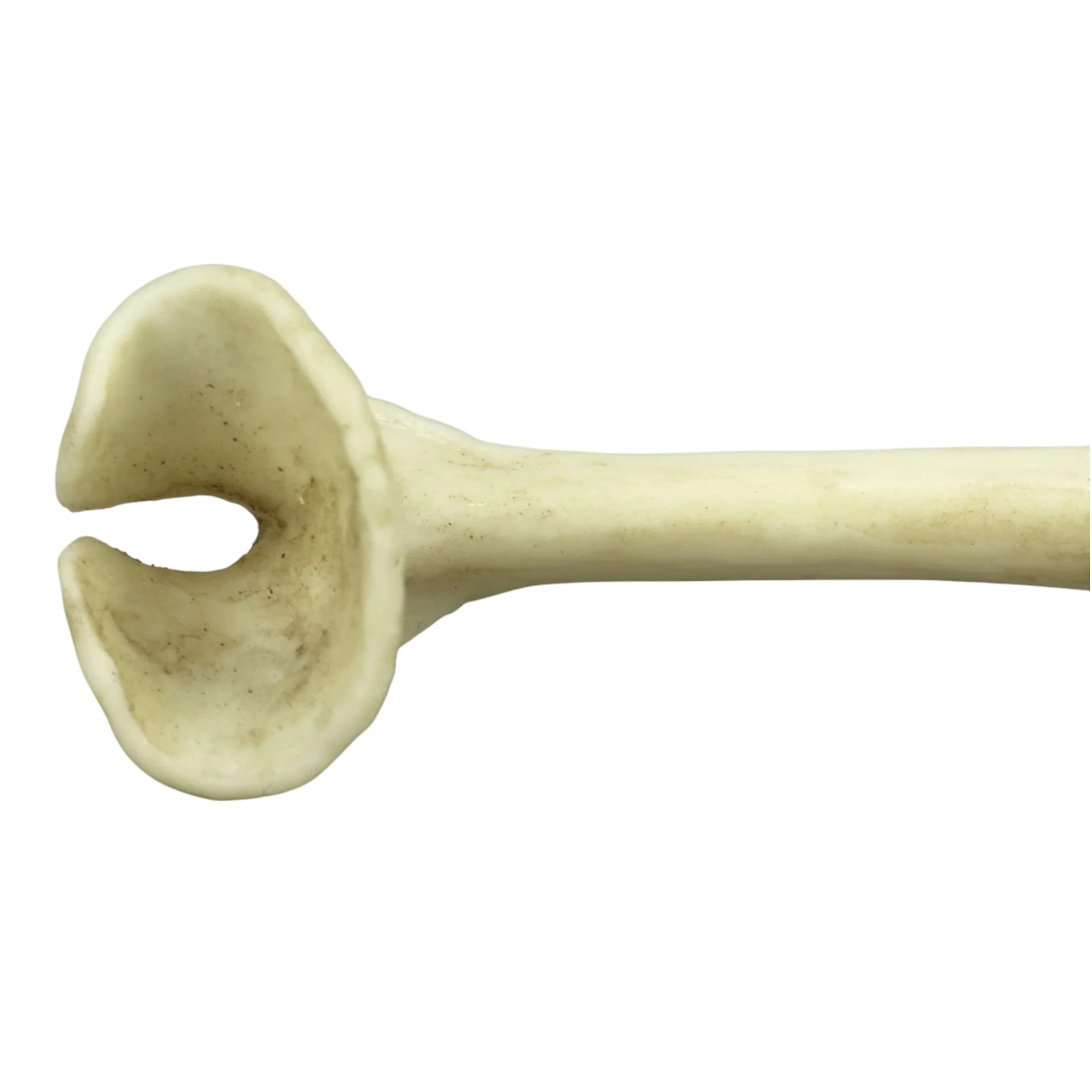 Replica Honey Badger Baculum - Image 8