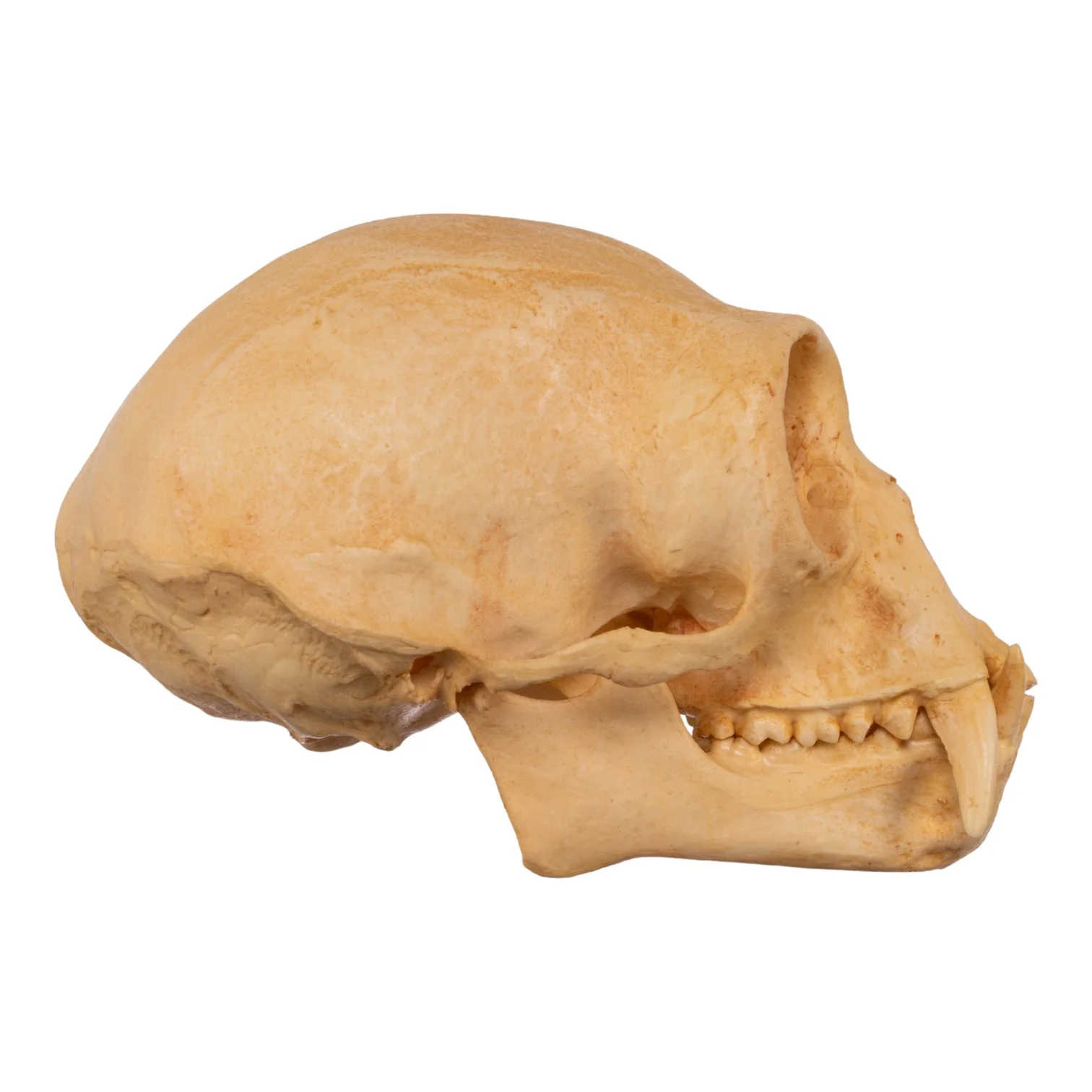 Replica Hoolock Gibbon Skull - Image 2