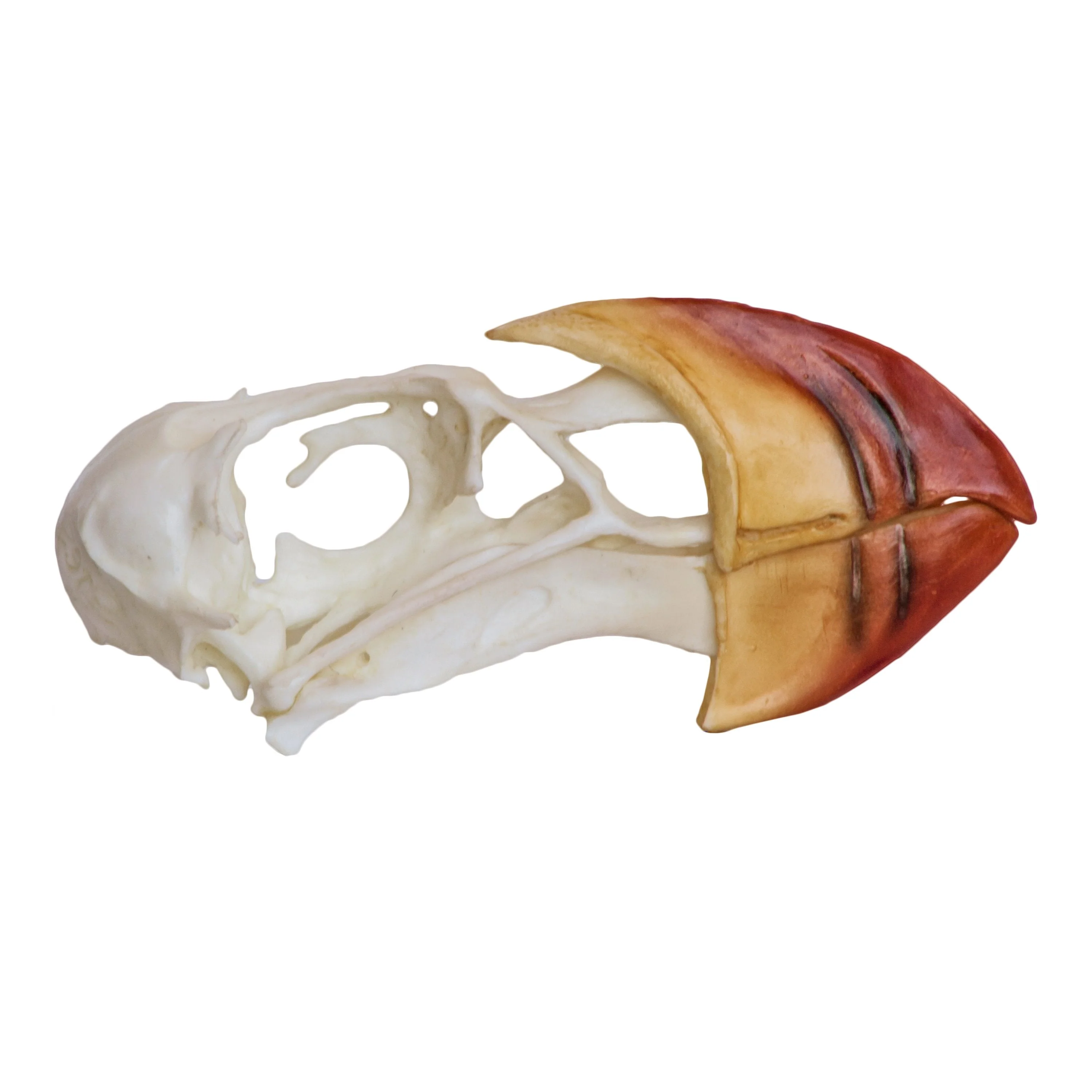 Replica Horned Puffin Skull - Image 2
