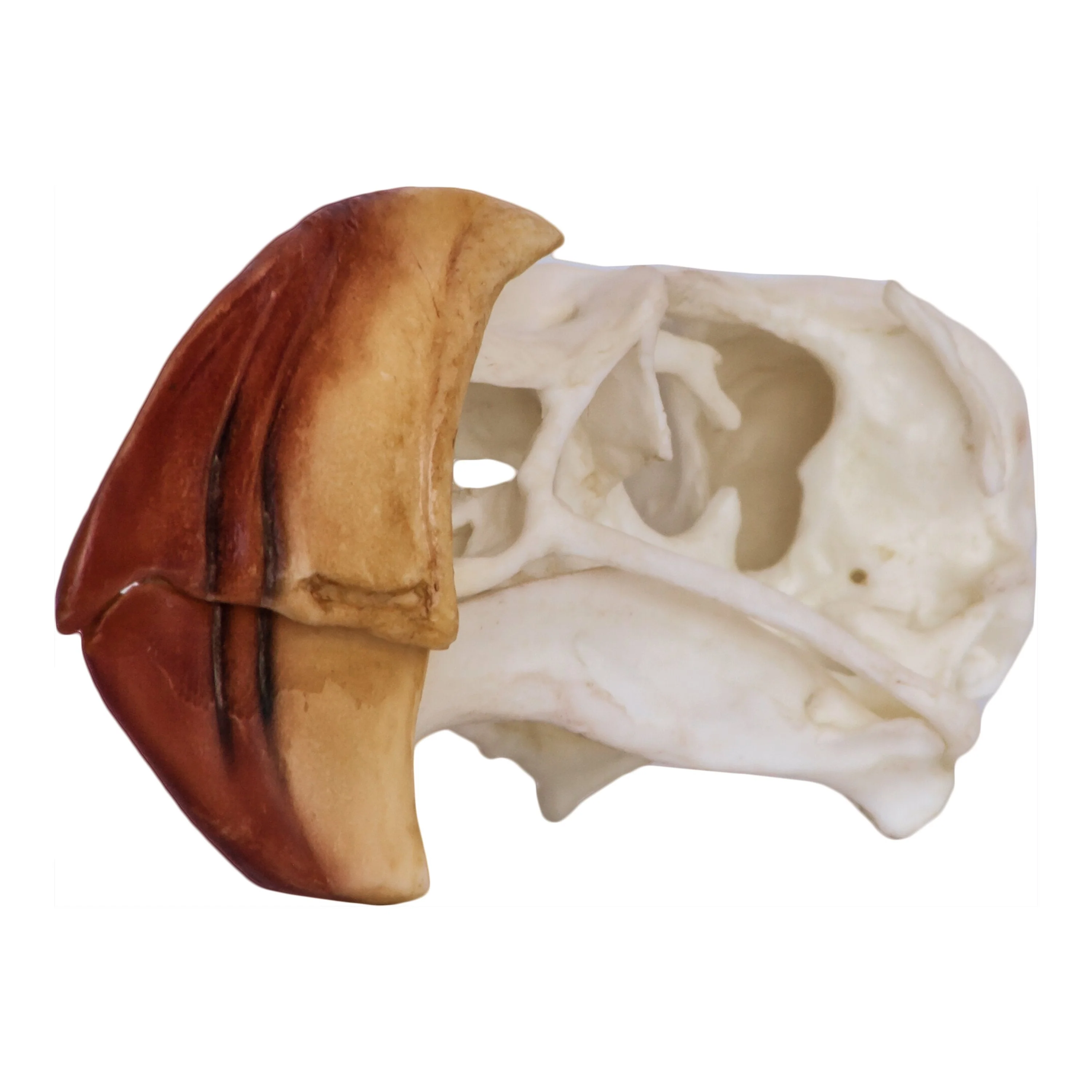 Replica Horned Puffin Skull - Image 3
